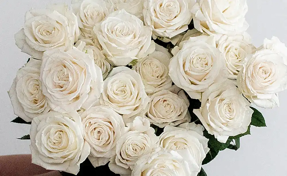 The Prettiest White Rose: Playa Blanca Rose