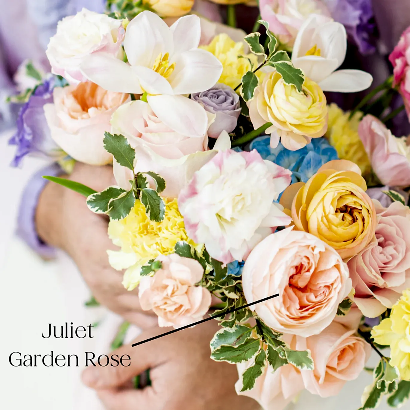 Juliet Garden Rose