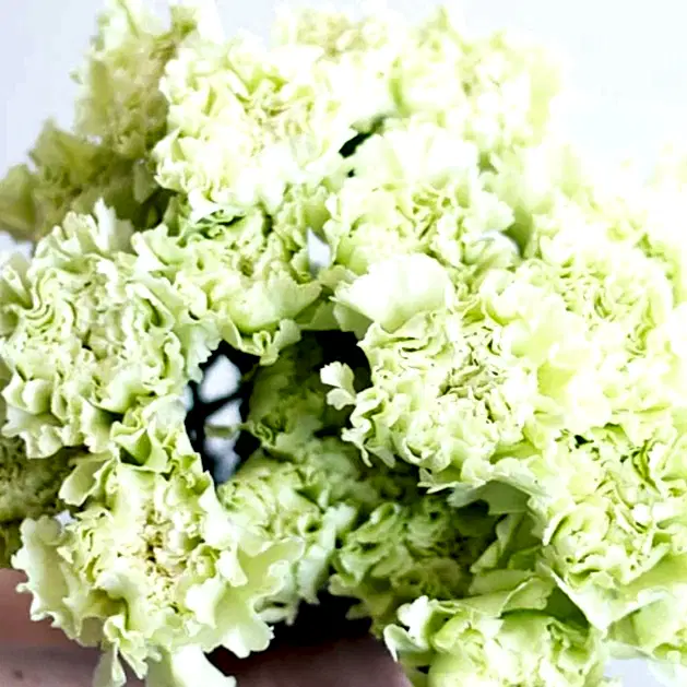 Green Carnation Flower