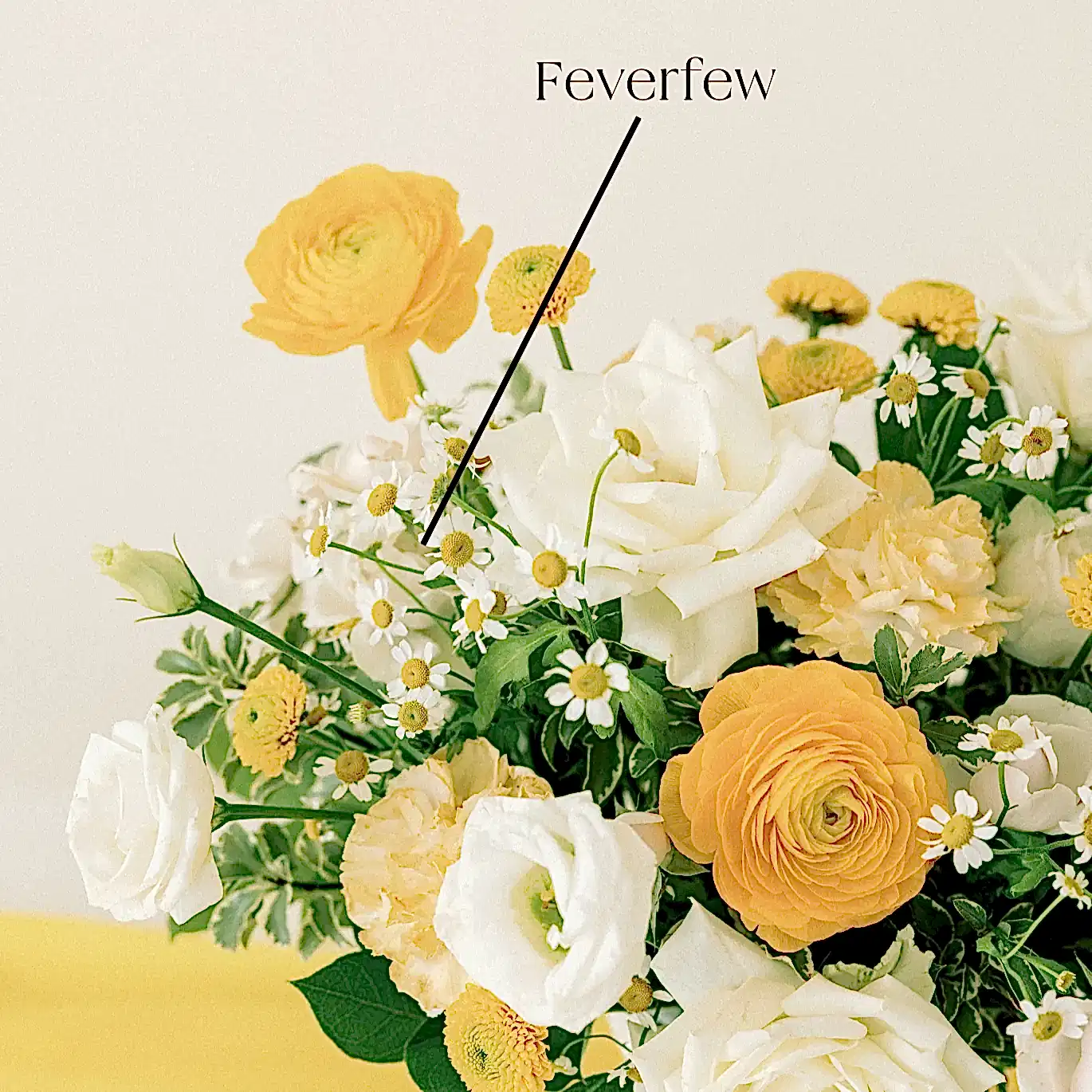 Feverfew flower