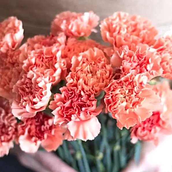 fresh apricot carnation flower