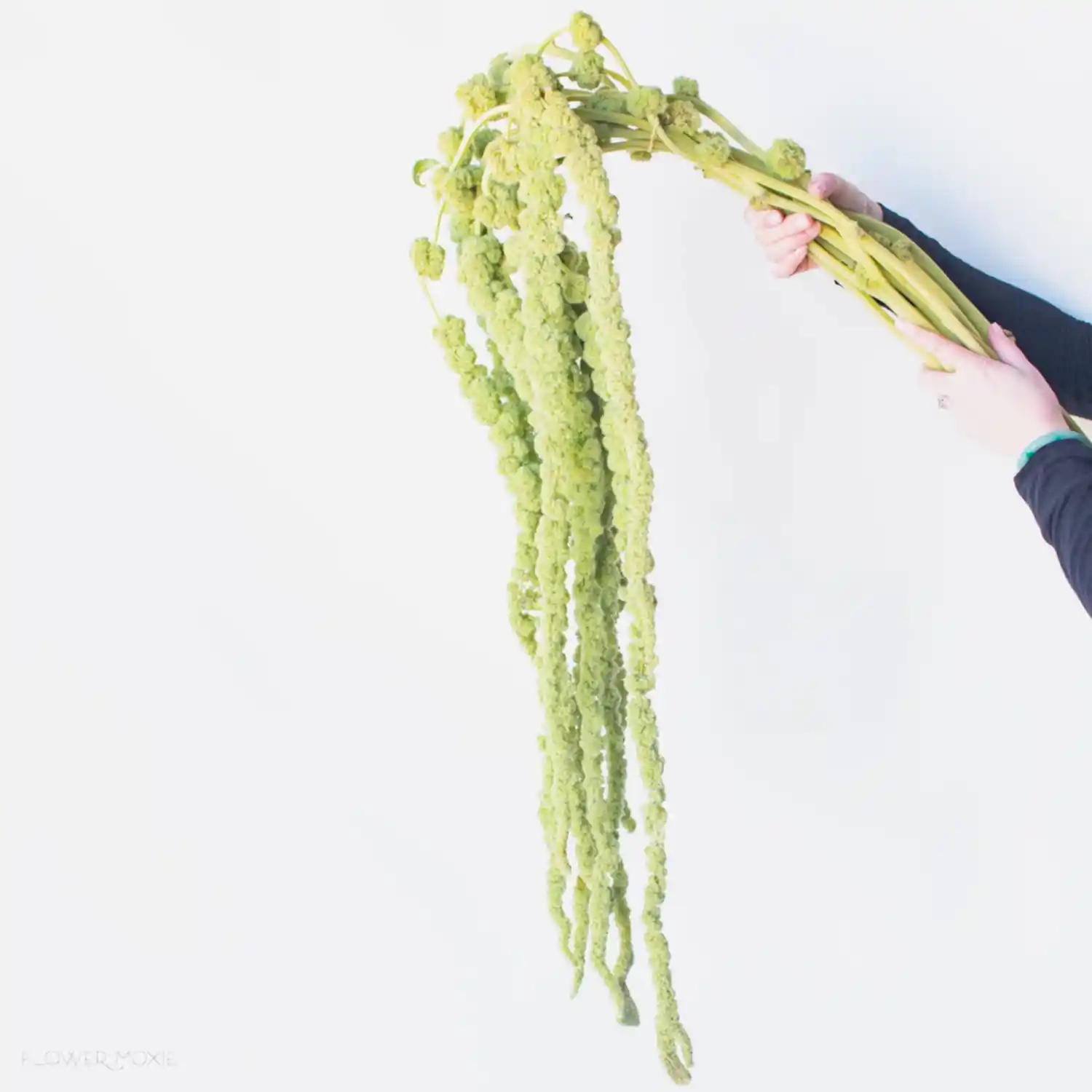 green hanging amaranthus flower