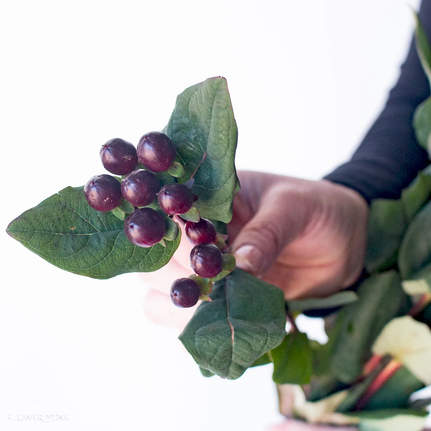 Burgundy Hypericum Berries