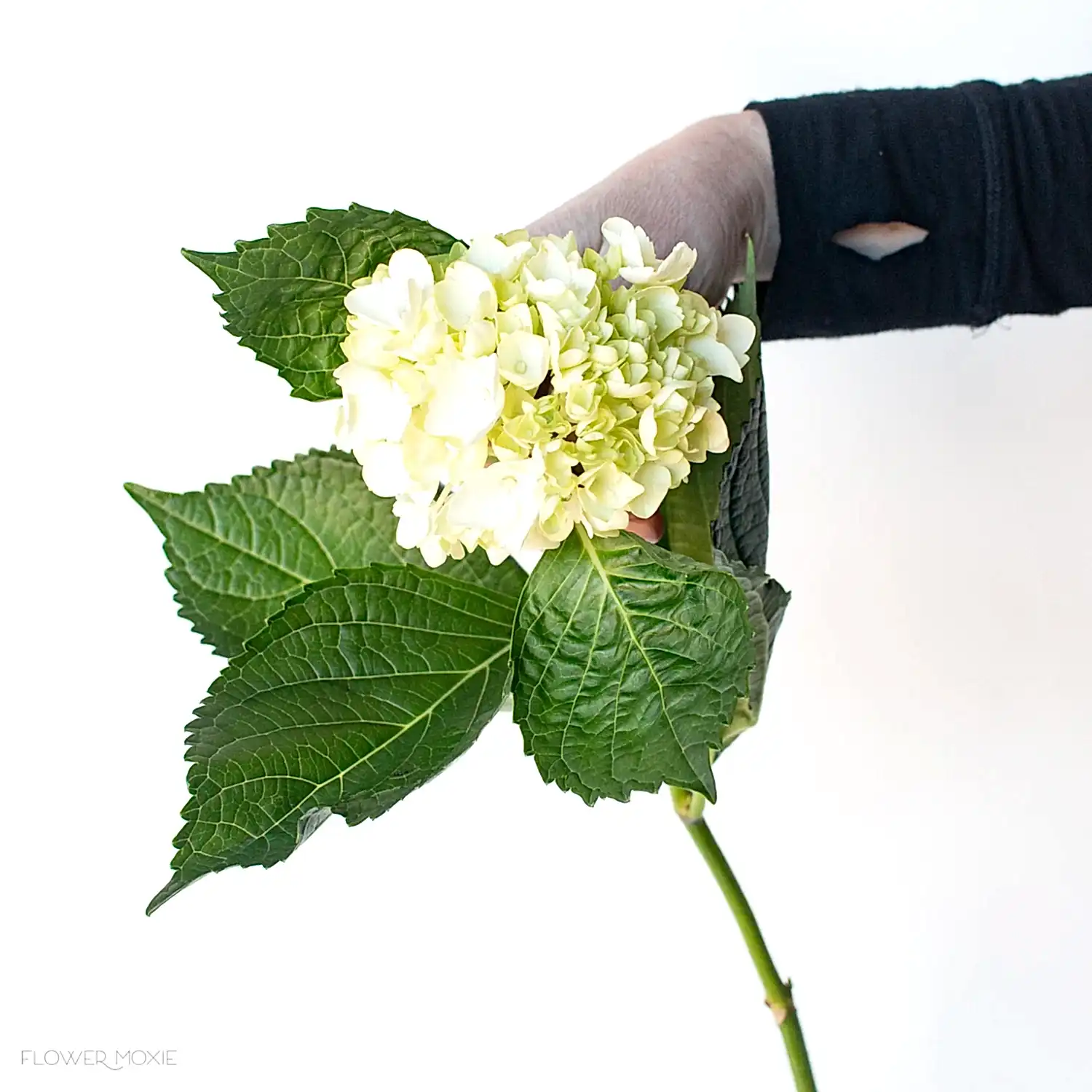 green baby hydrangea flower