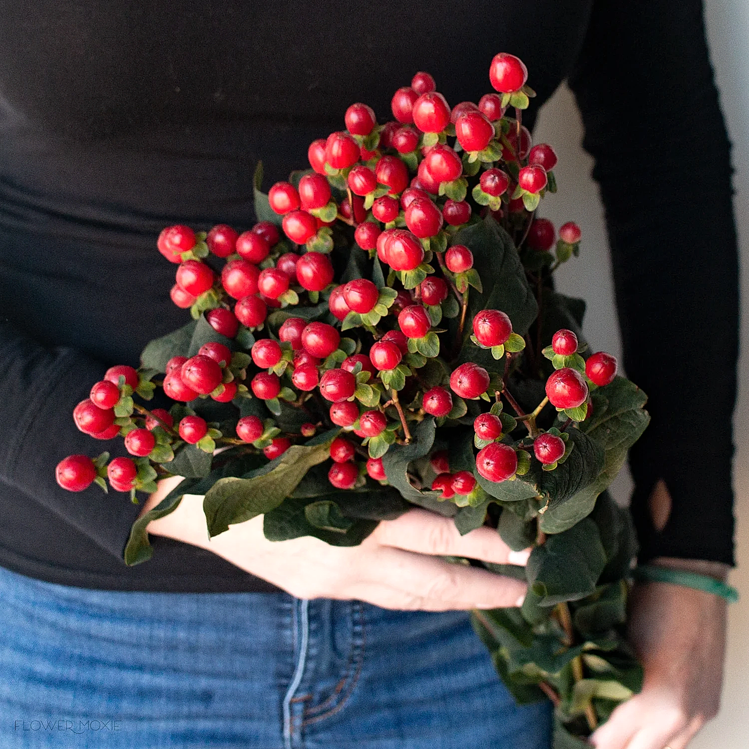 Red Hypericum Berries