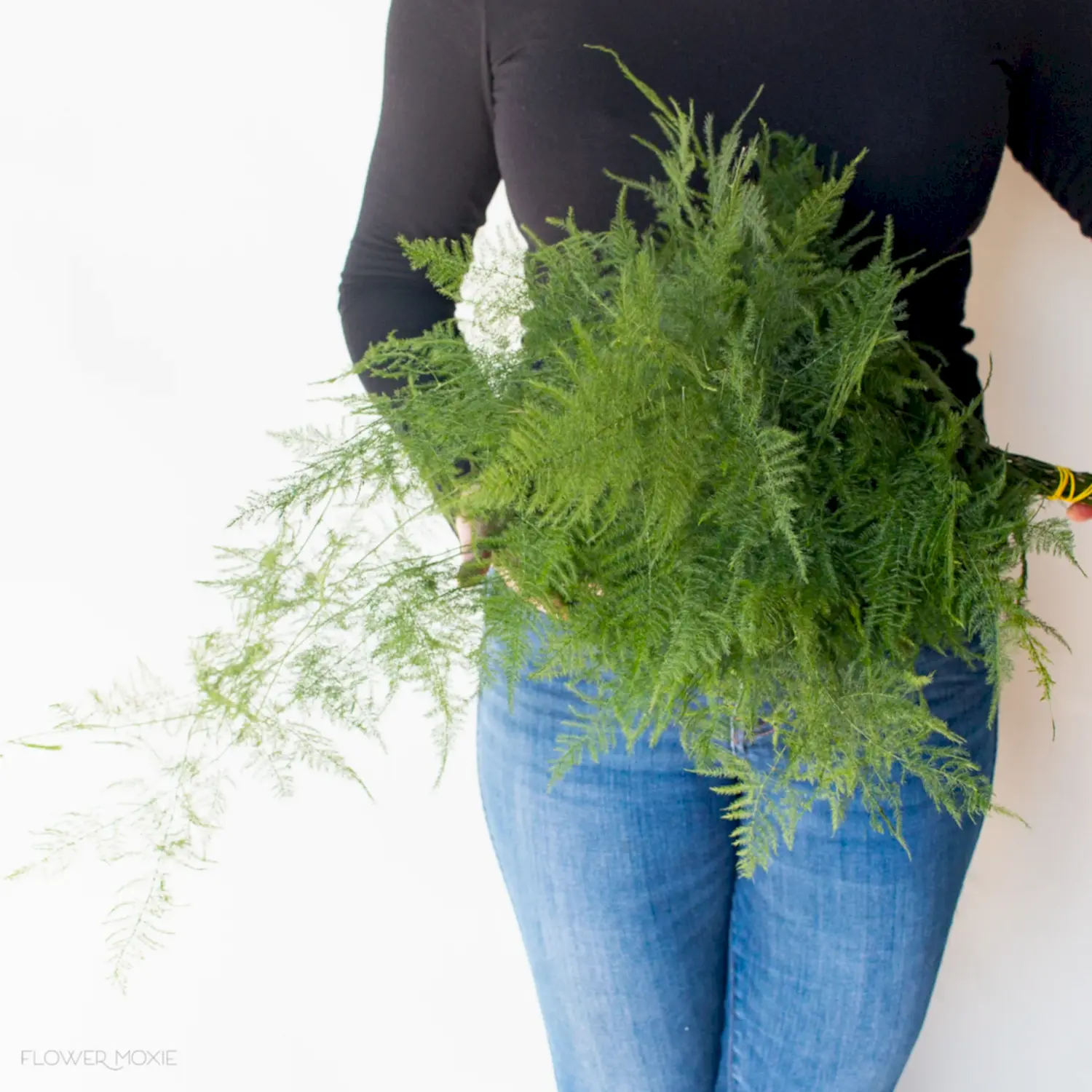 plumosa fern greenery