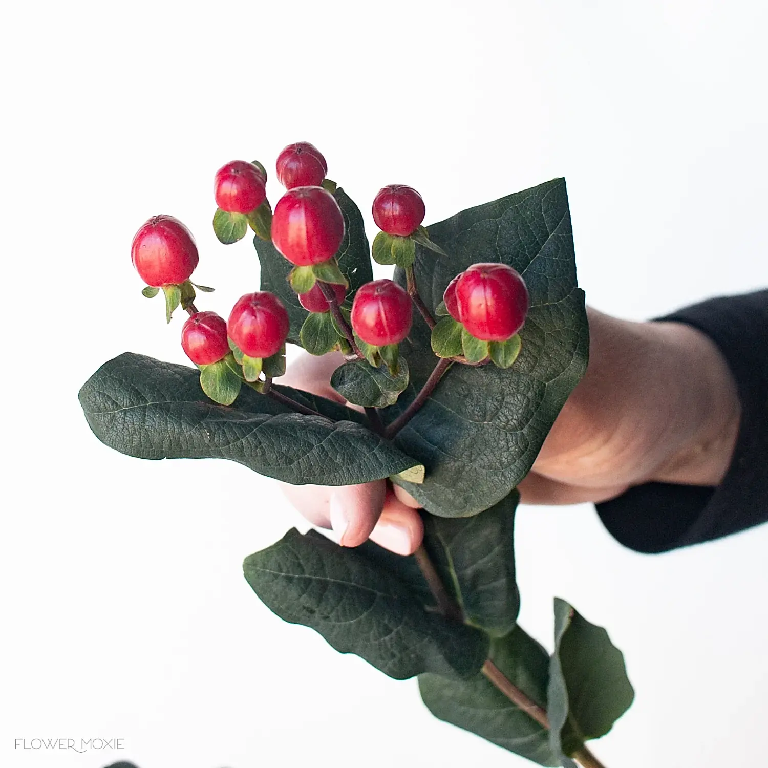 Red Hypericum Berries