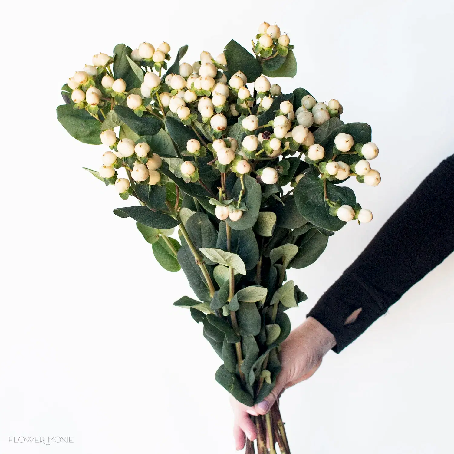 Cream Hypericum Berries