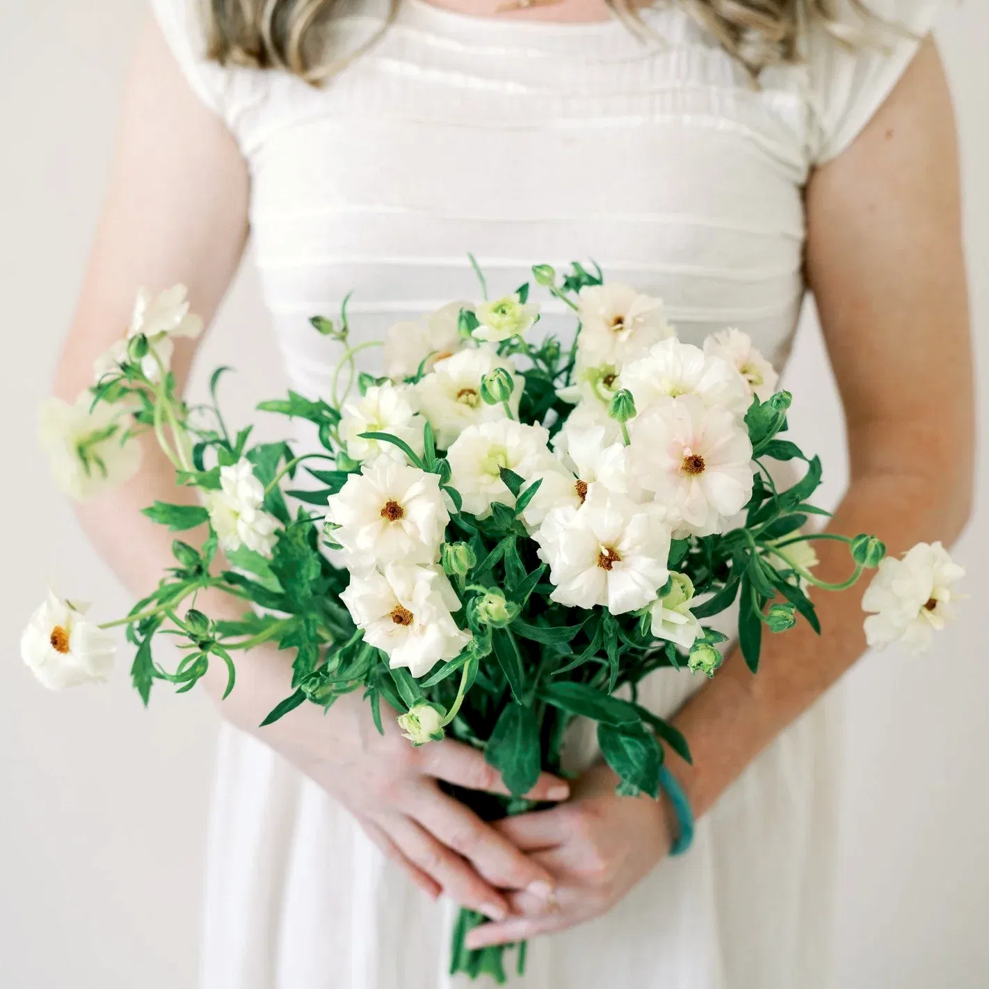 White Butterfly Ranunculus