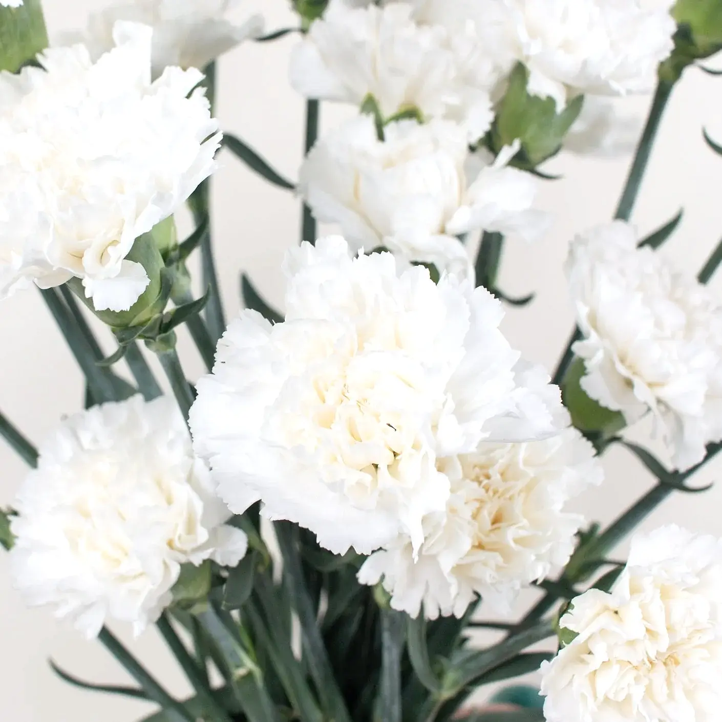 white carnation flower