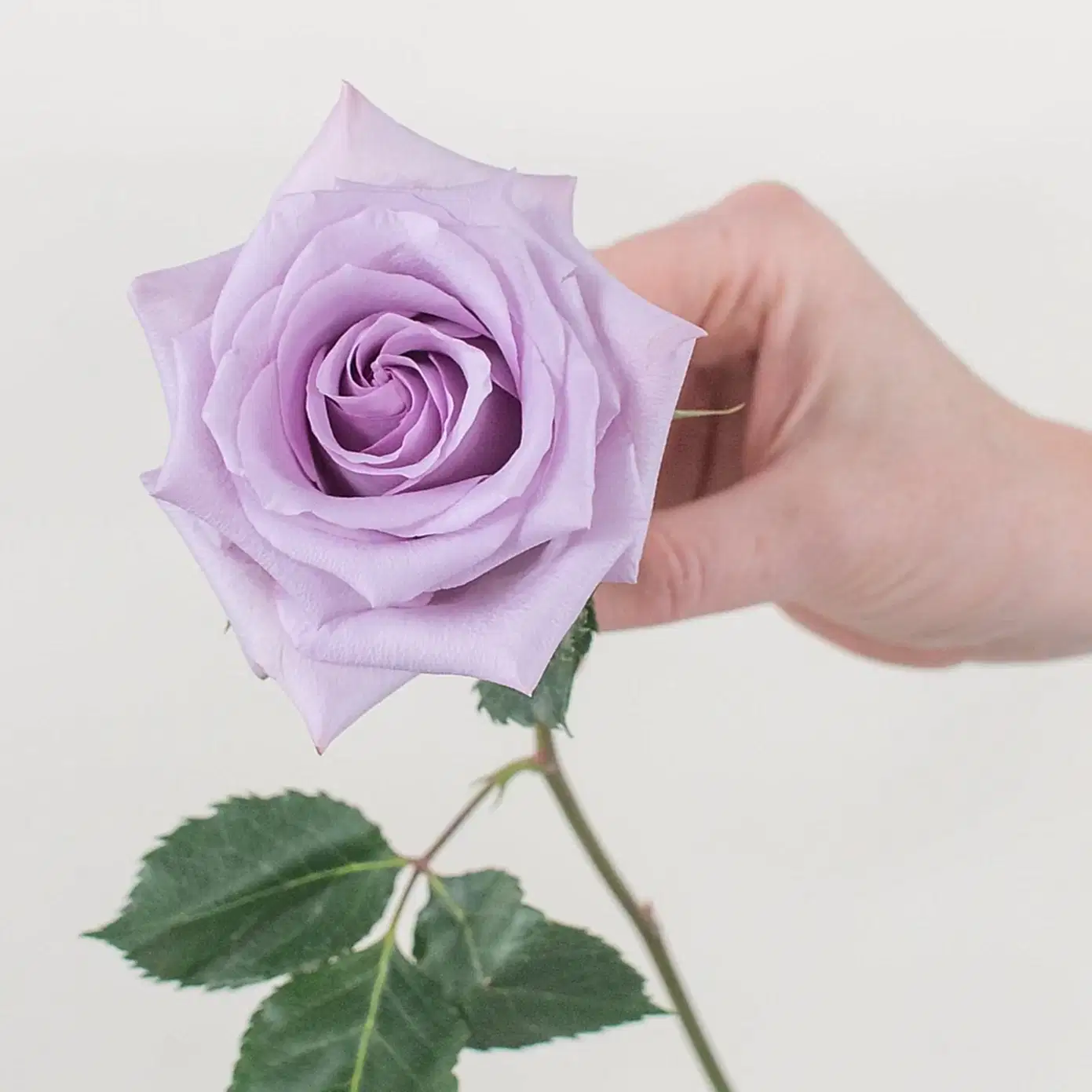 Lavender Ocean Song Rose