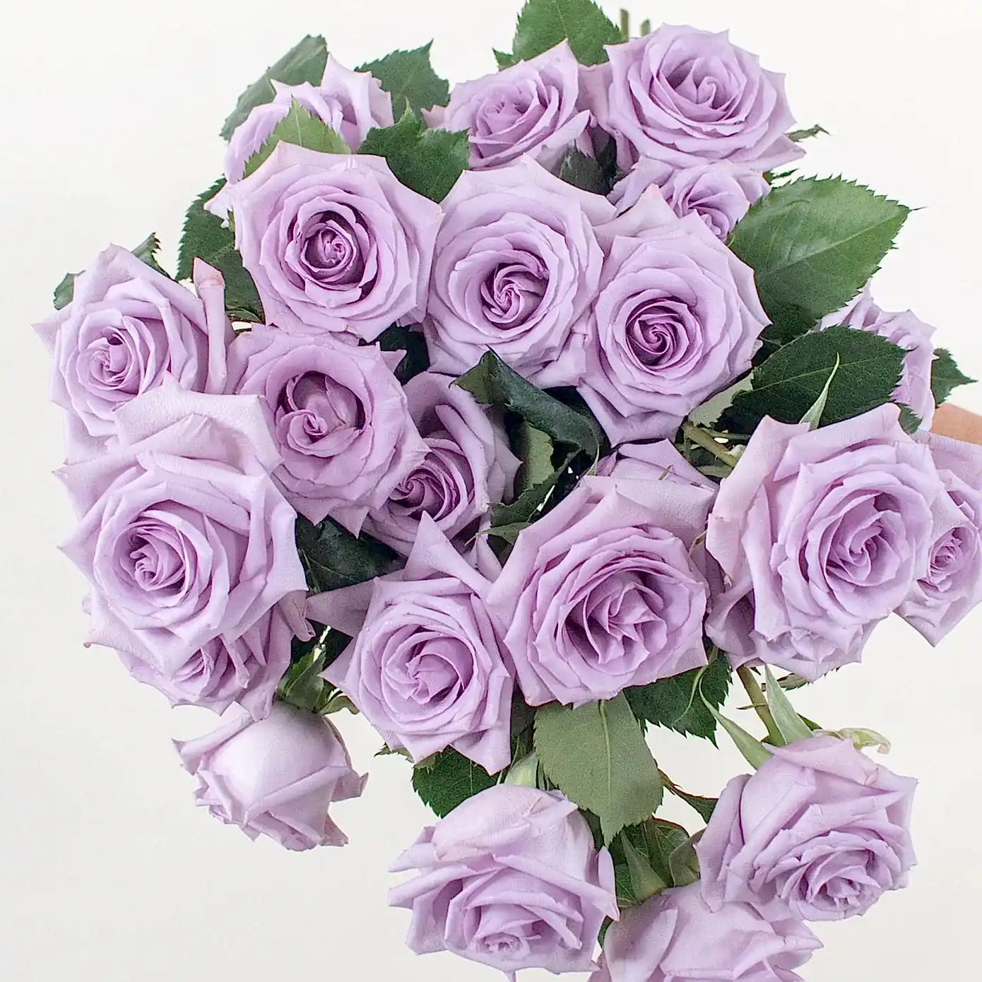 Lavender Ocean Song Rose