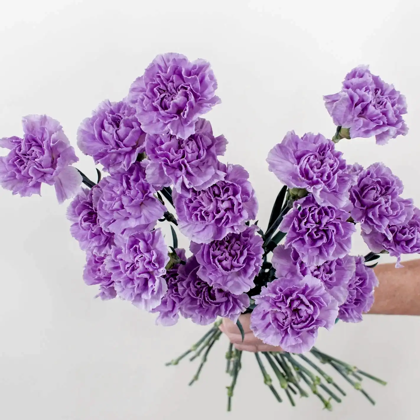 lavender carnation flower