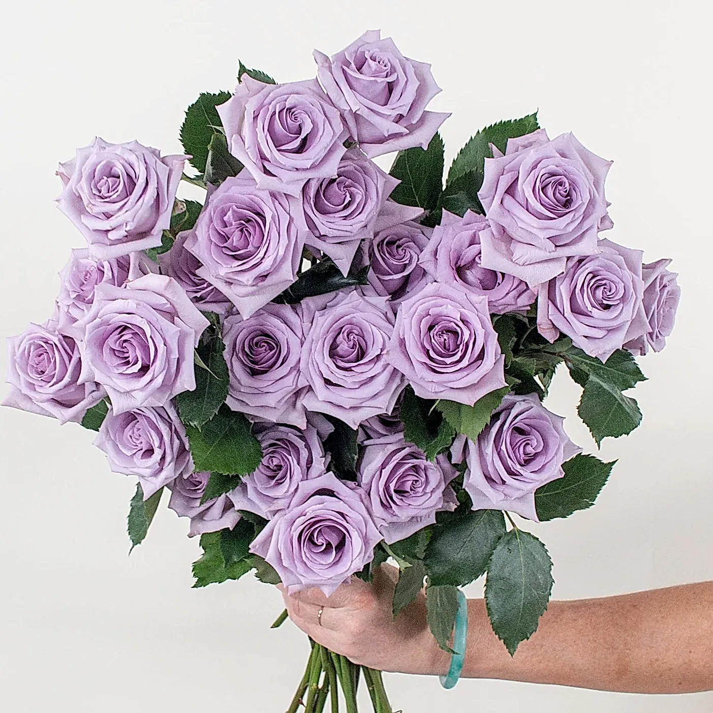 Lavender Ocean Song Rose