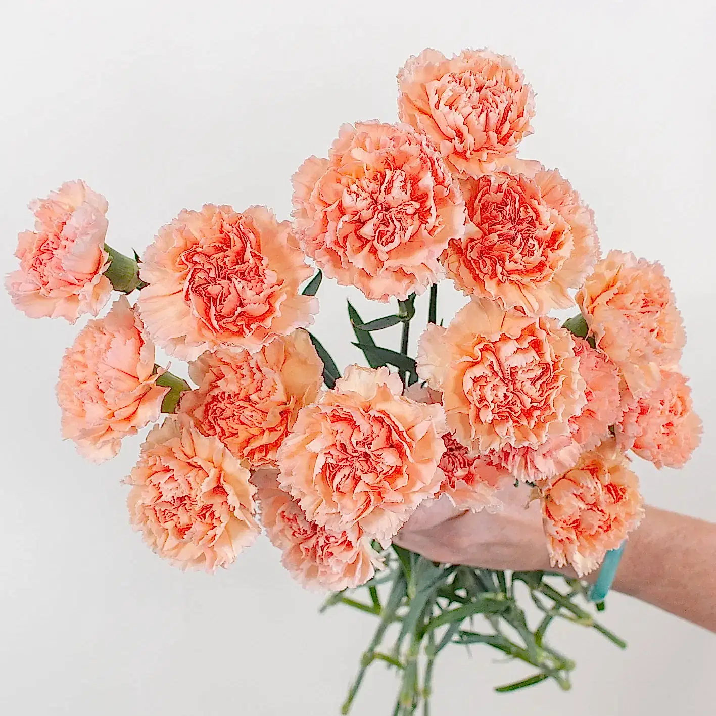 peach carnation flower