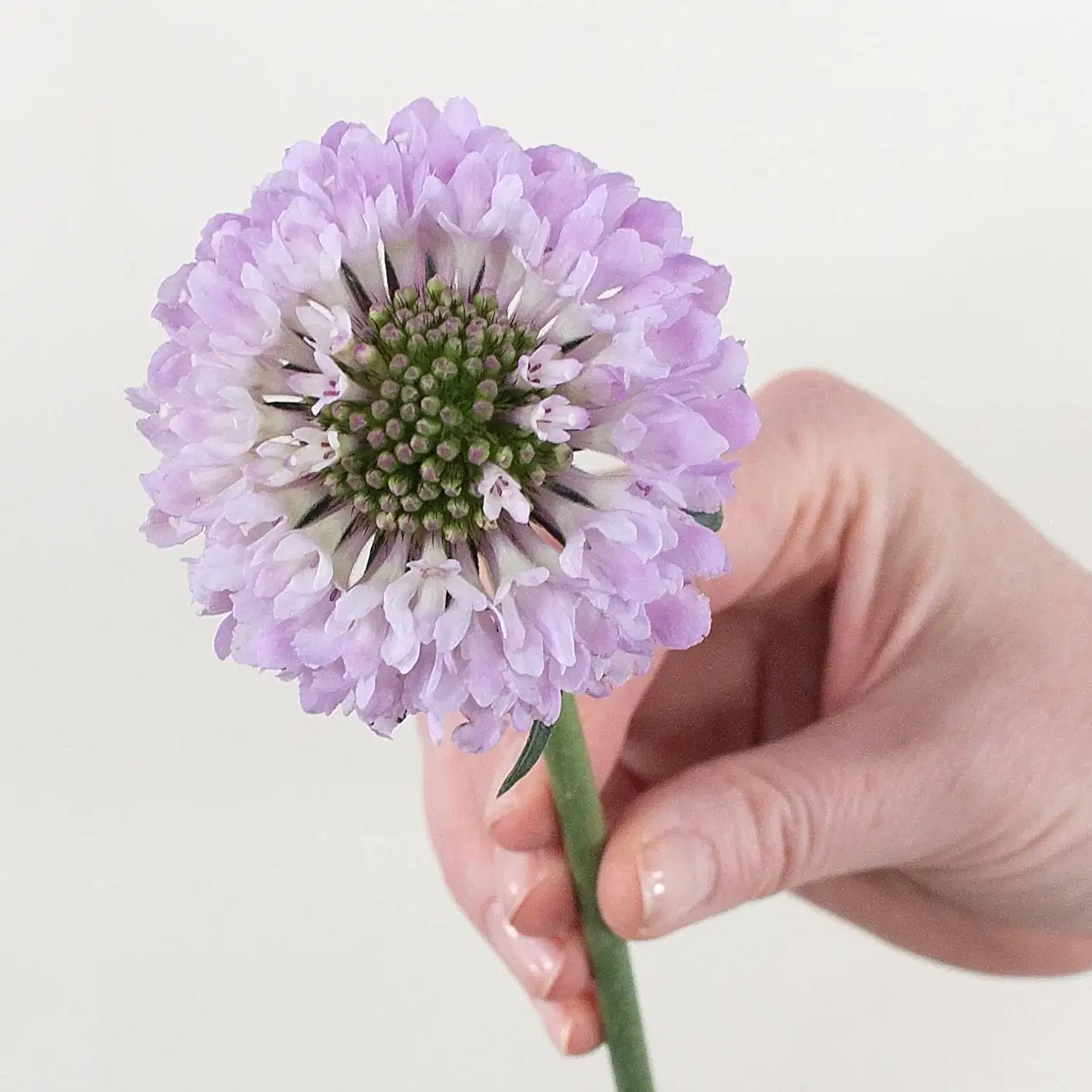 lavender scabiosa flower