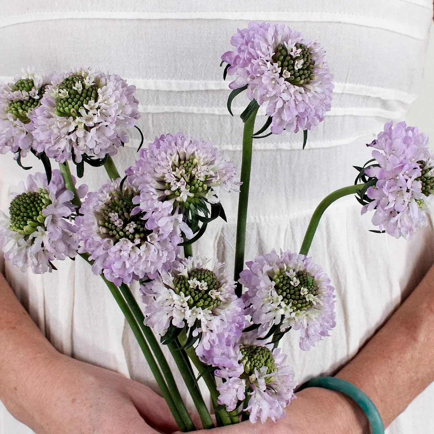 lavender scabiosa flower