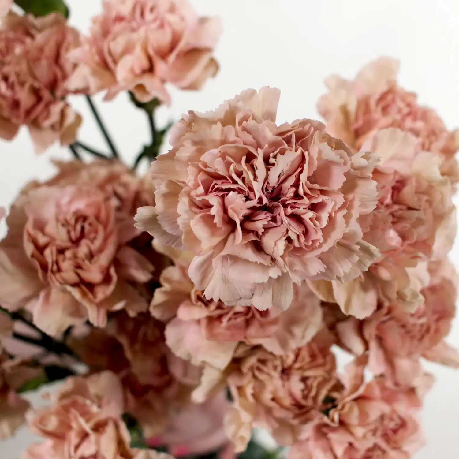 terracotta carnation flower