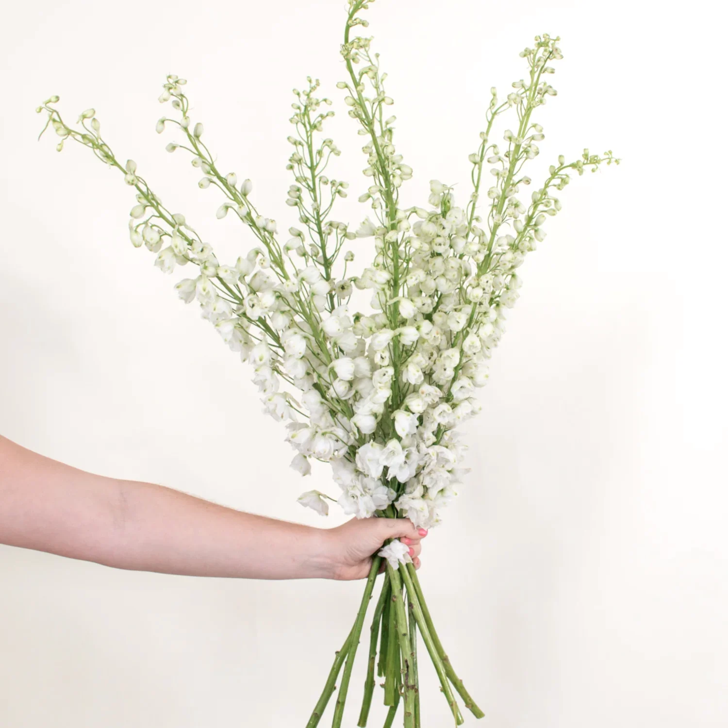 white delphinium flower