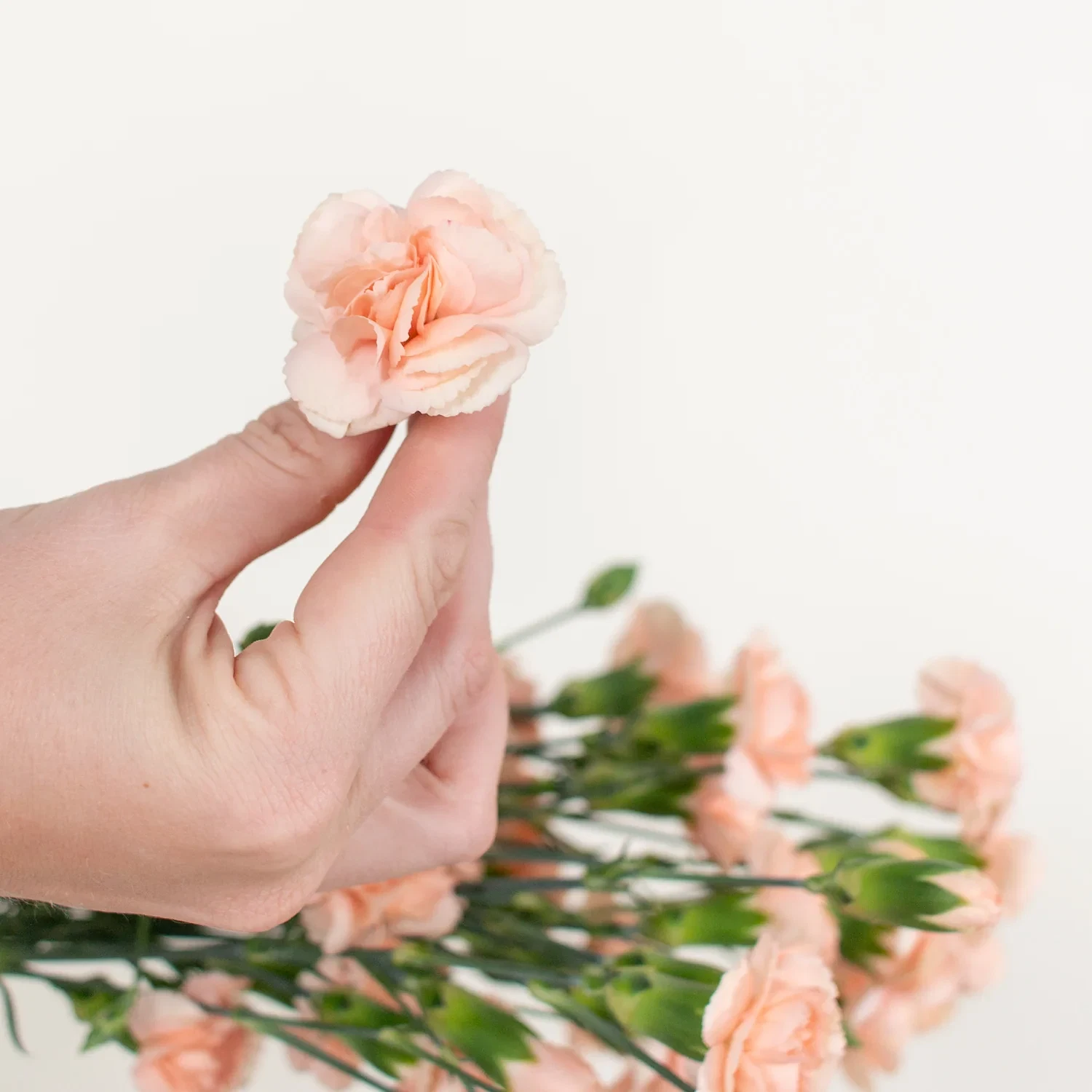 Peach mini carnation flower