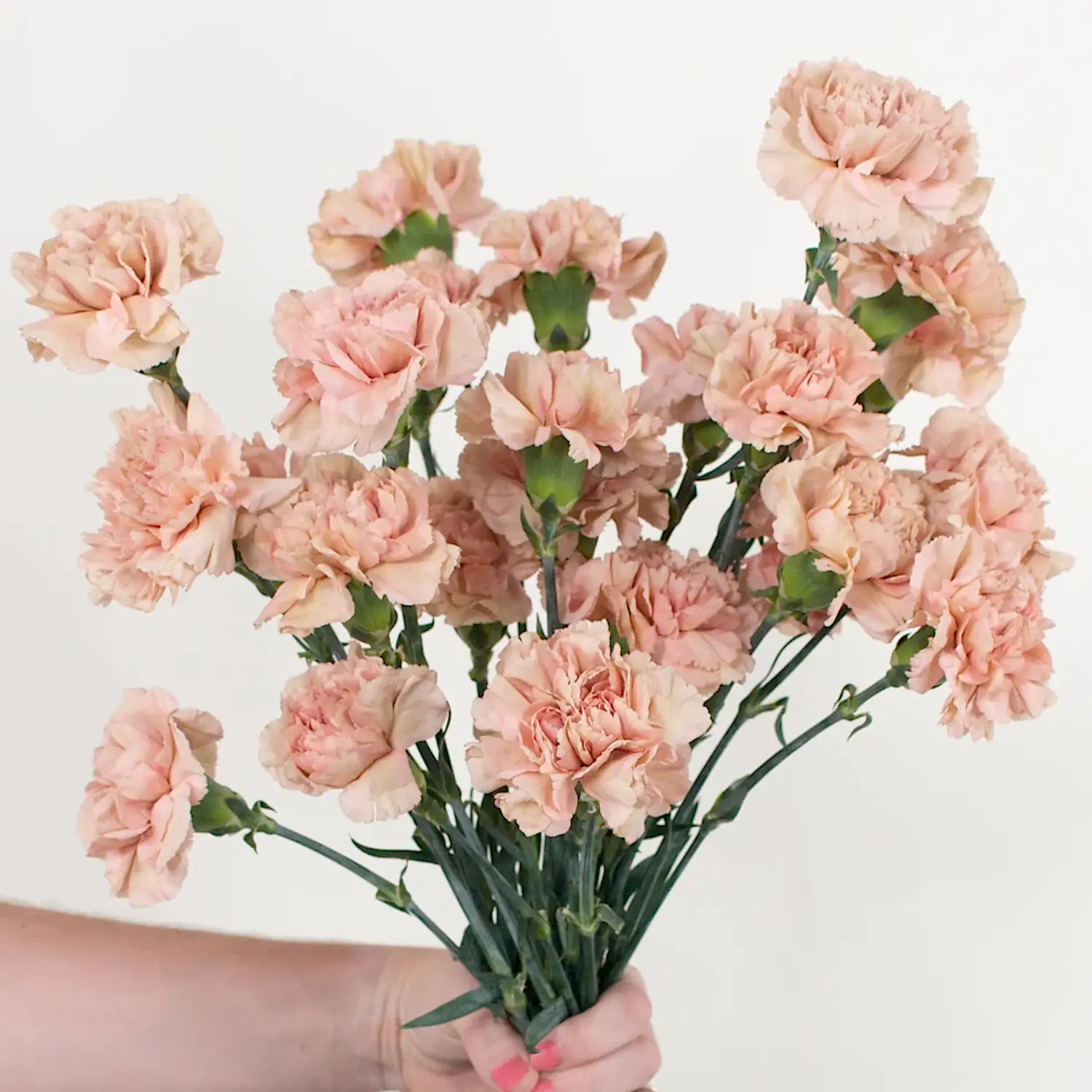 terracotta carnation flower