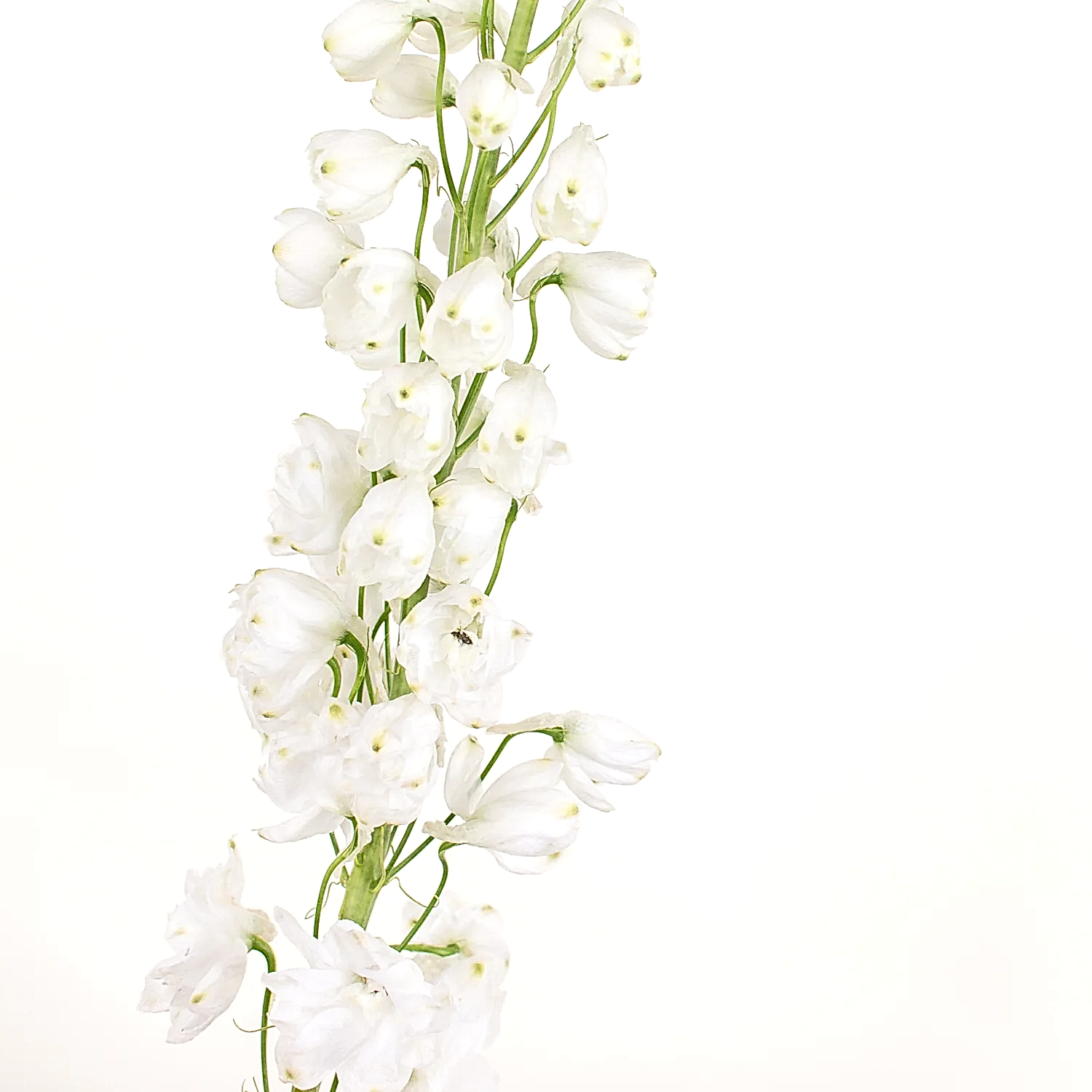 white delphinium flower