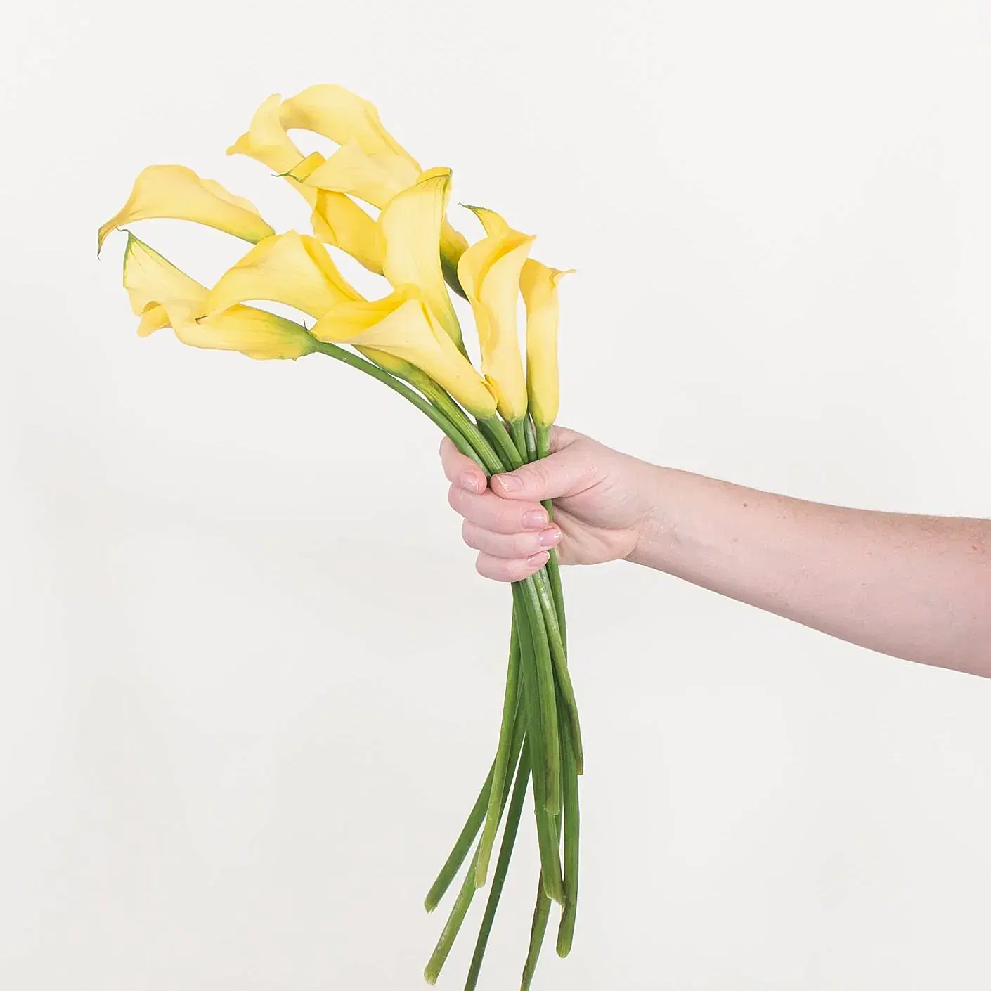 yellow calla lily flower