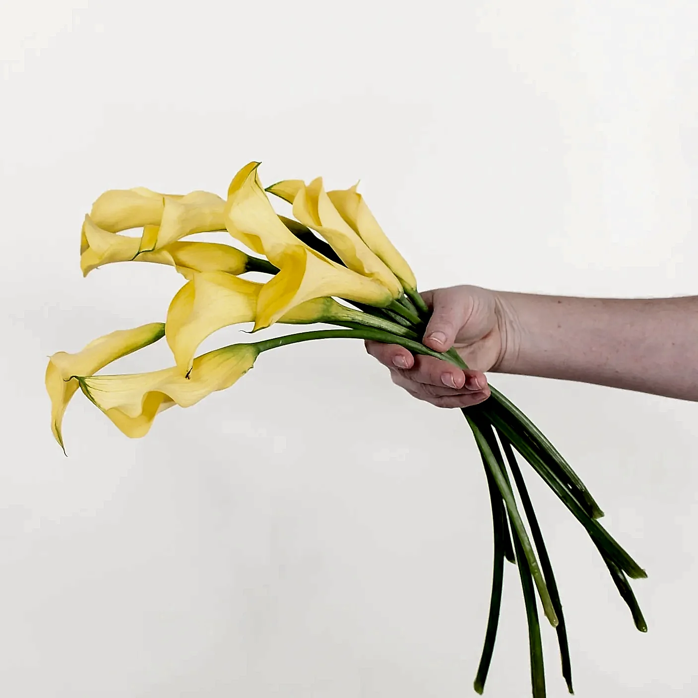 yellow calla lily flower