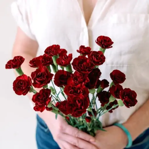 burgundy mini carnation flower