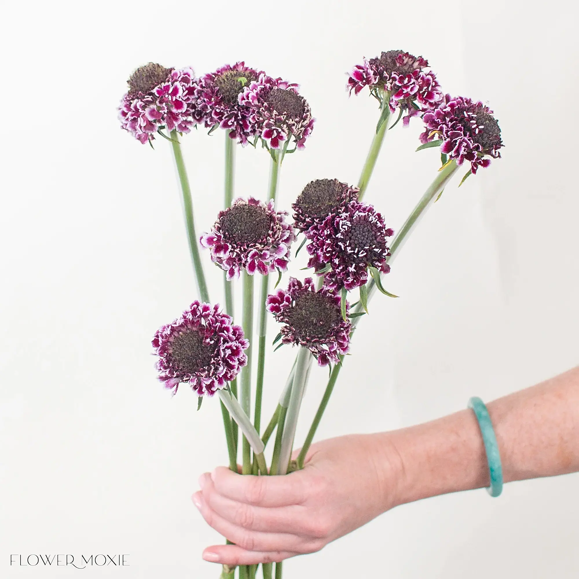 cherry vanilla scoop purple scabiosa flower