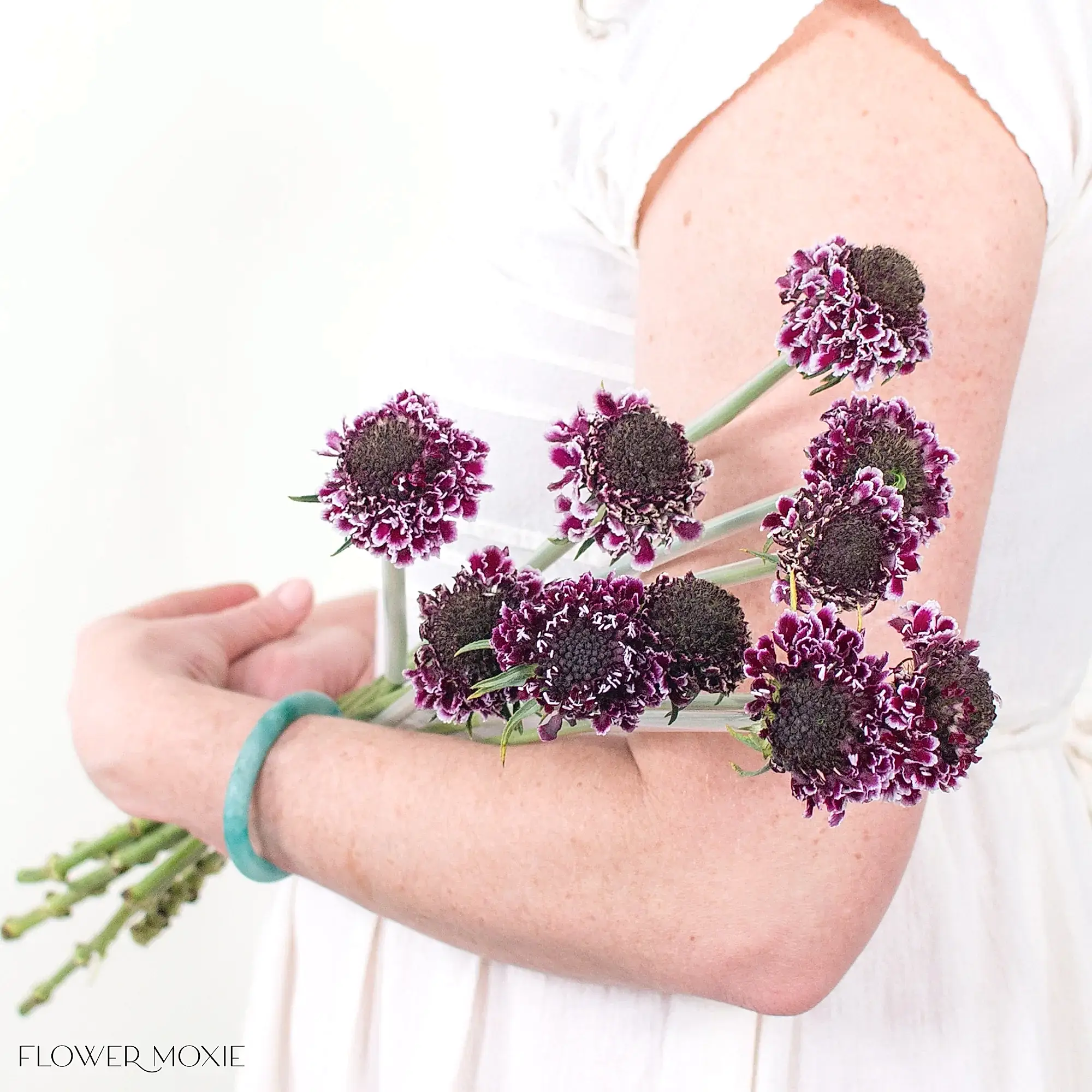 cherry vanilla scoop purple scabiosa flower