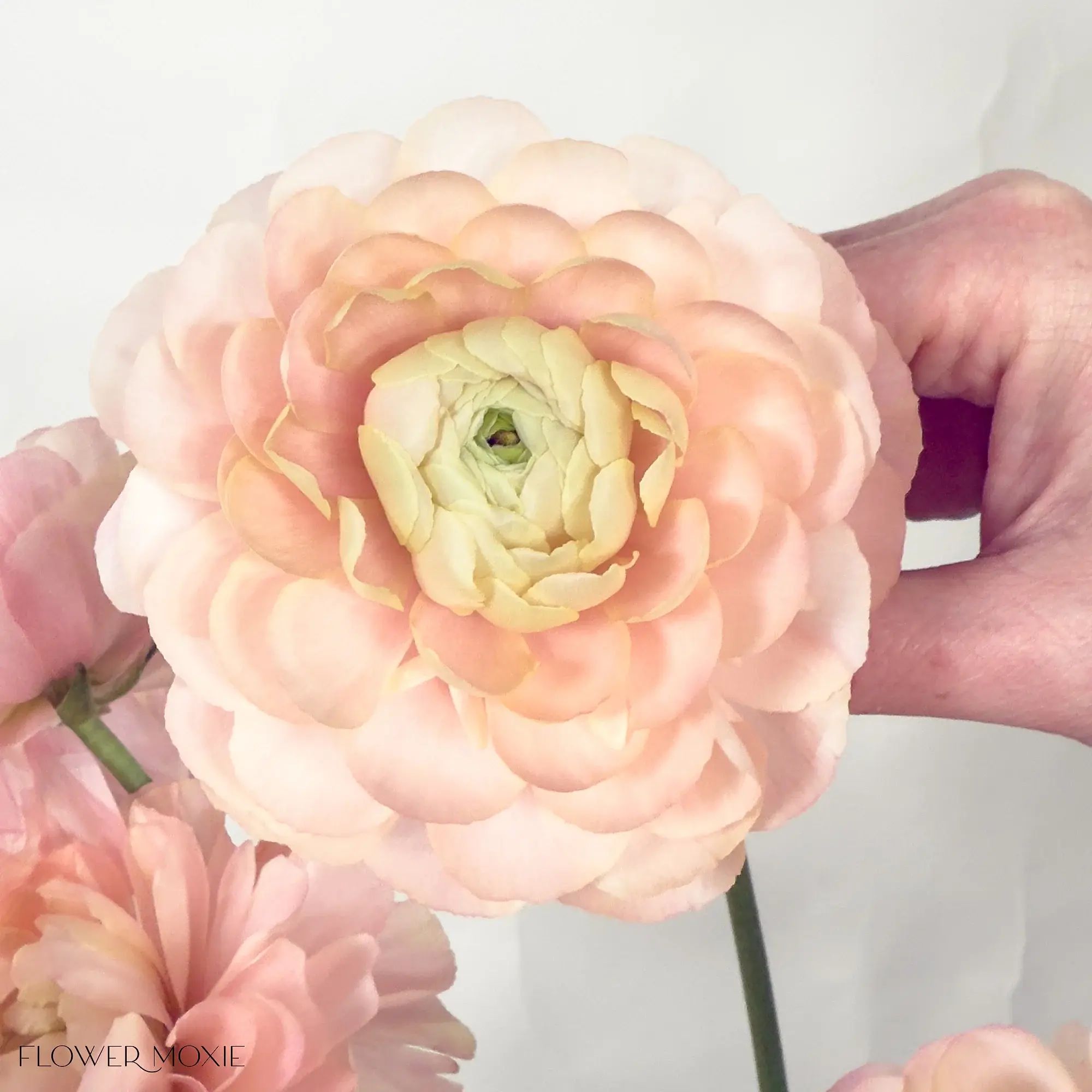 cloni success grand pastel ranunculus