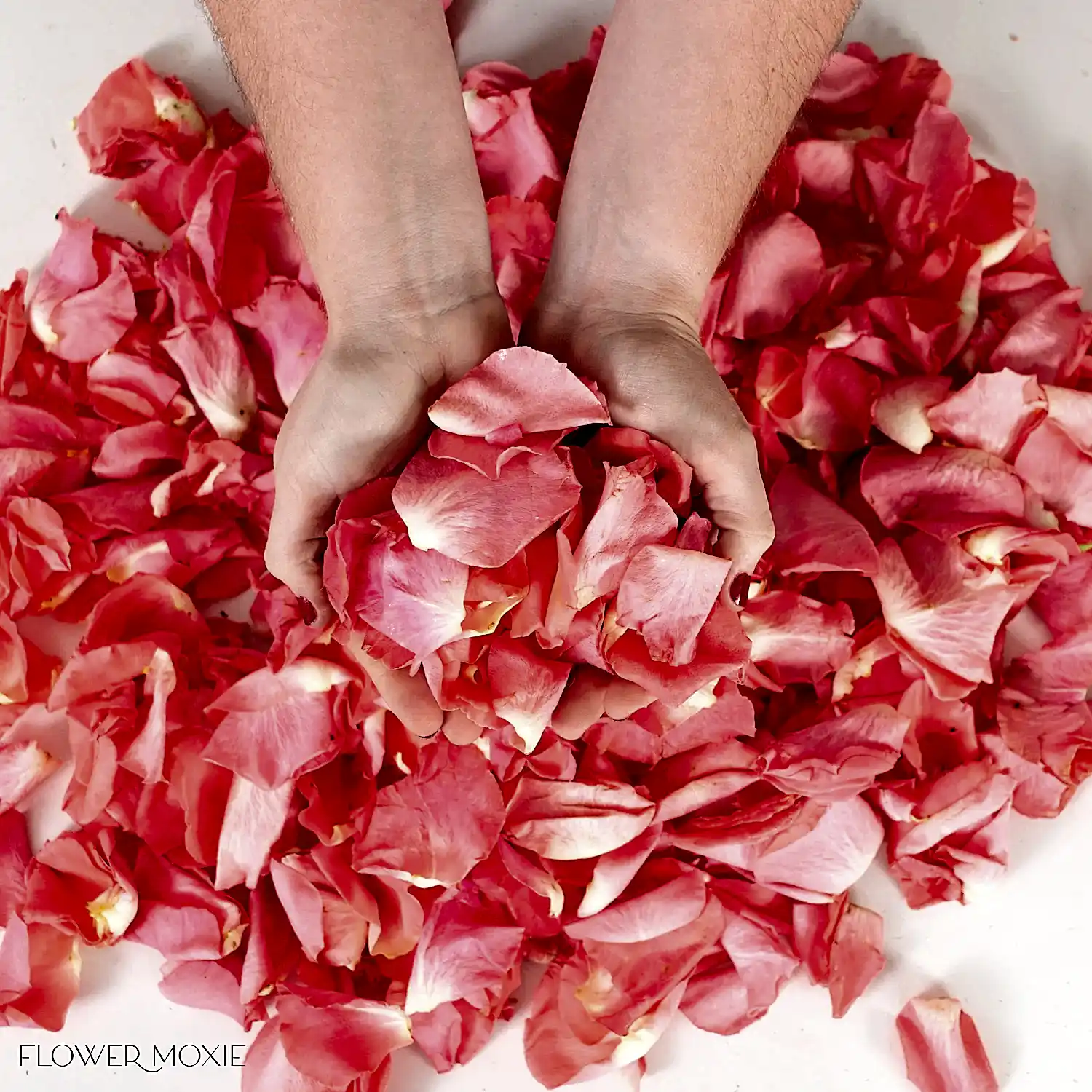 bulk coral rose petals