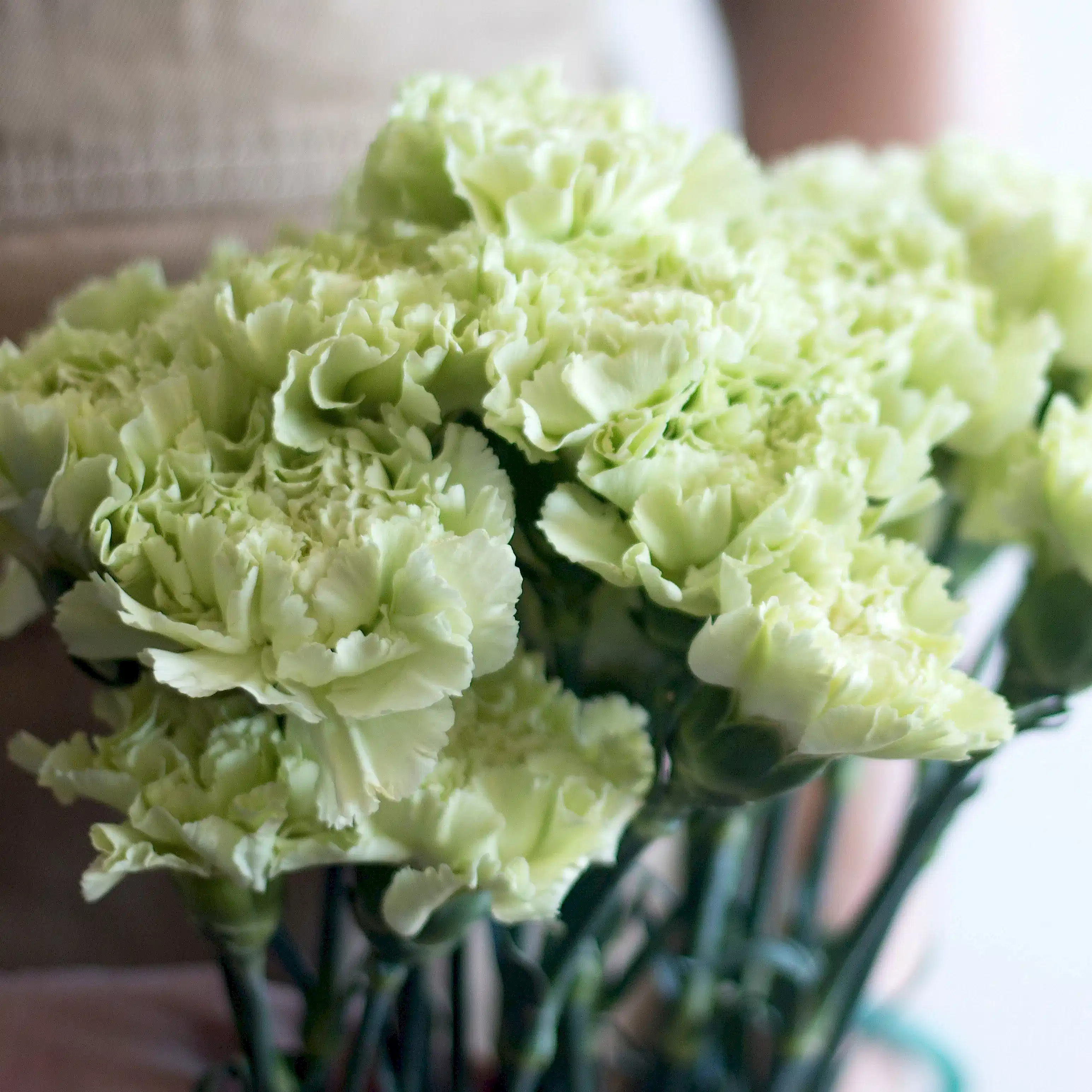 green carnation flower