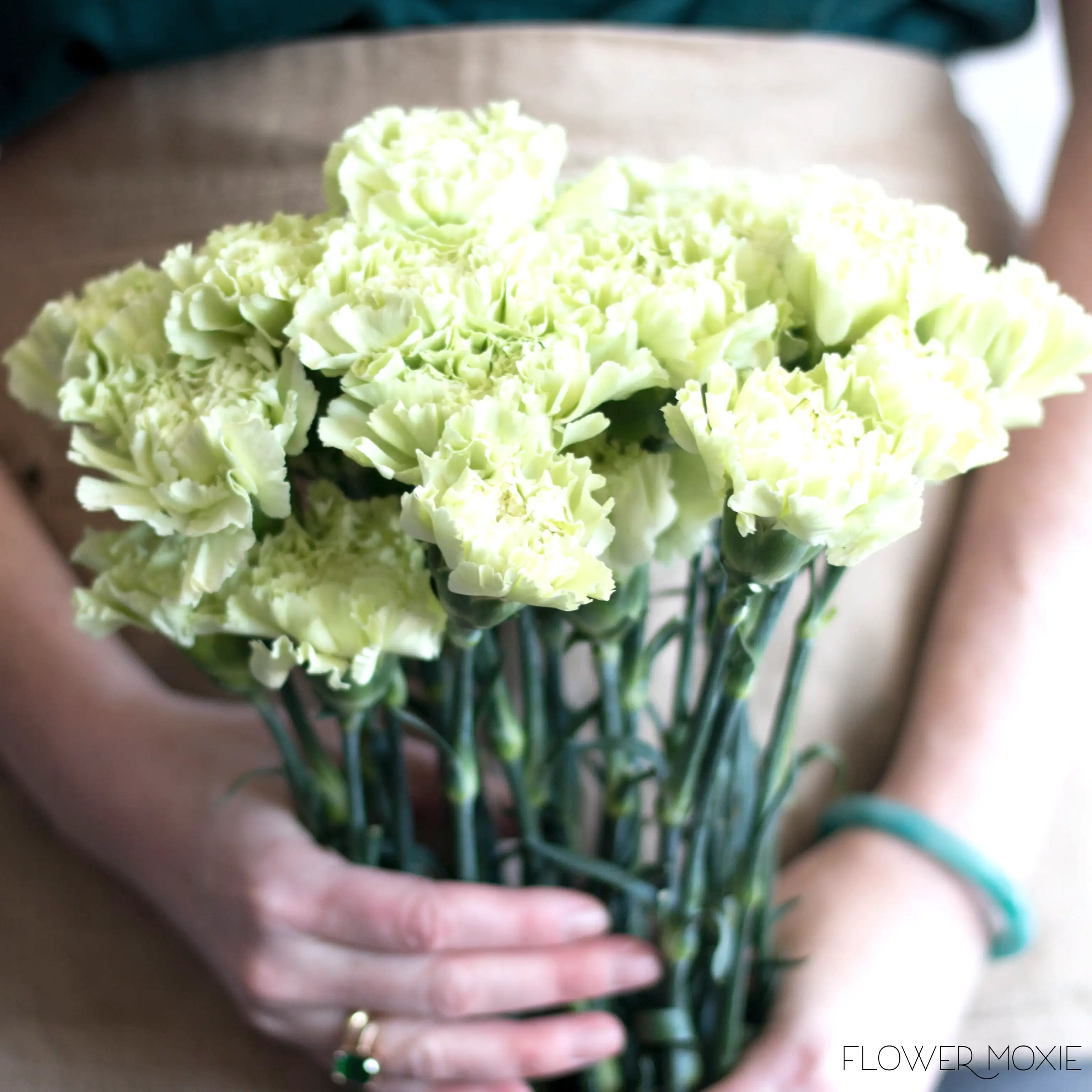 green carnation flower