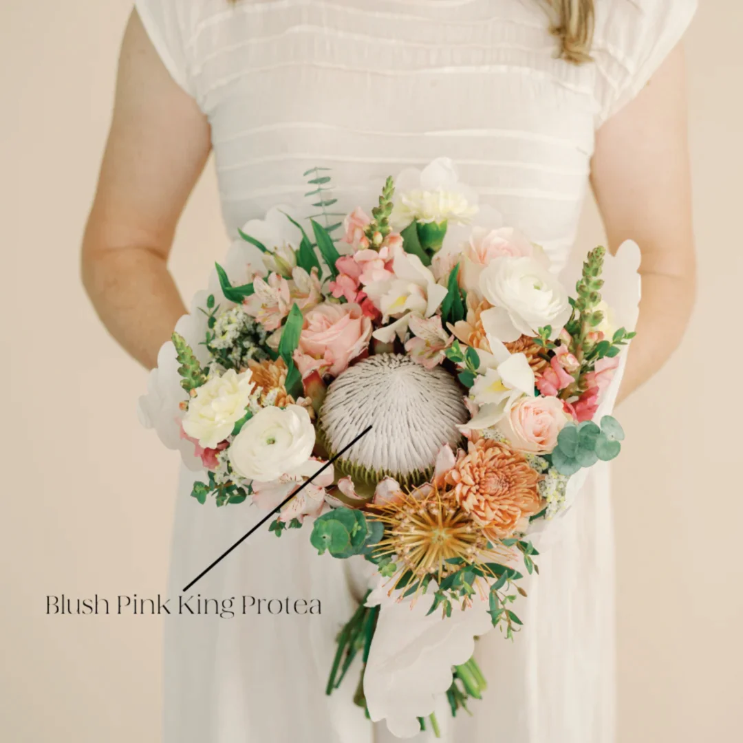 blush pink king protea flower