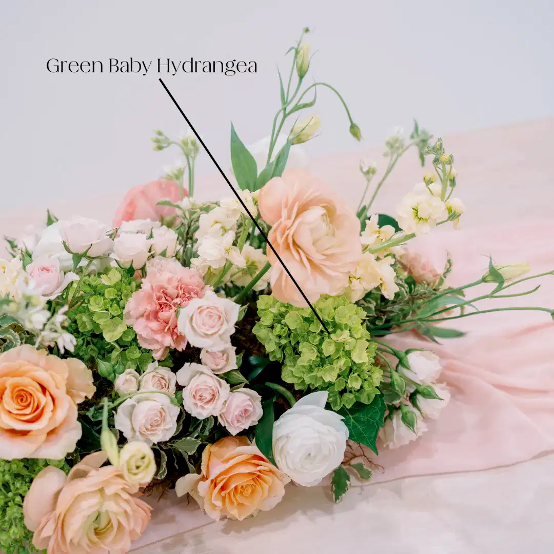 green baby hydrangea flower