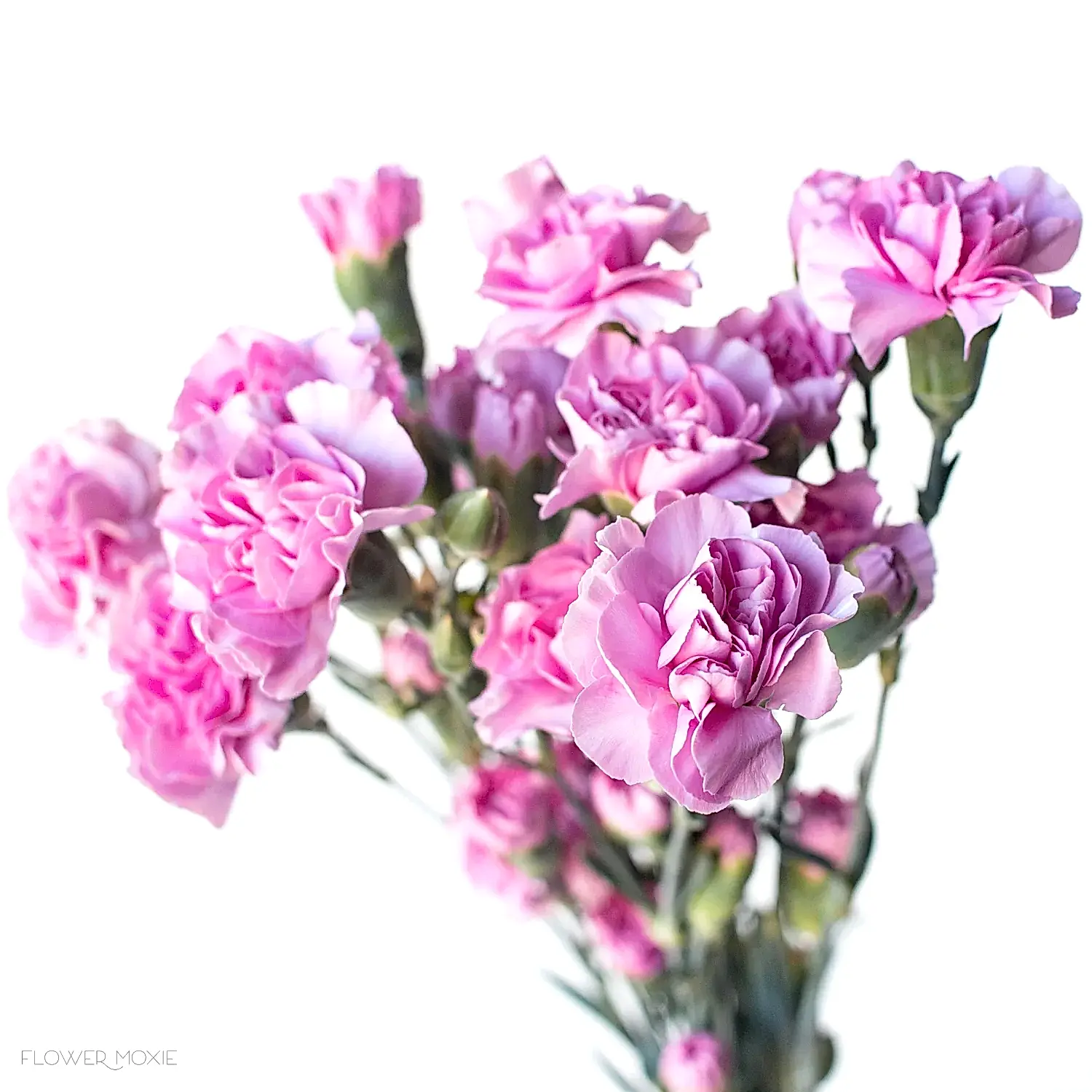 Lavender Pink Mini Carnation flower