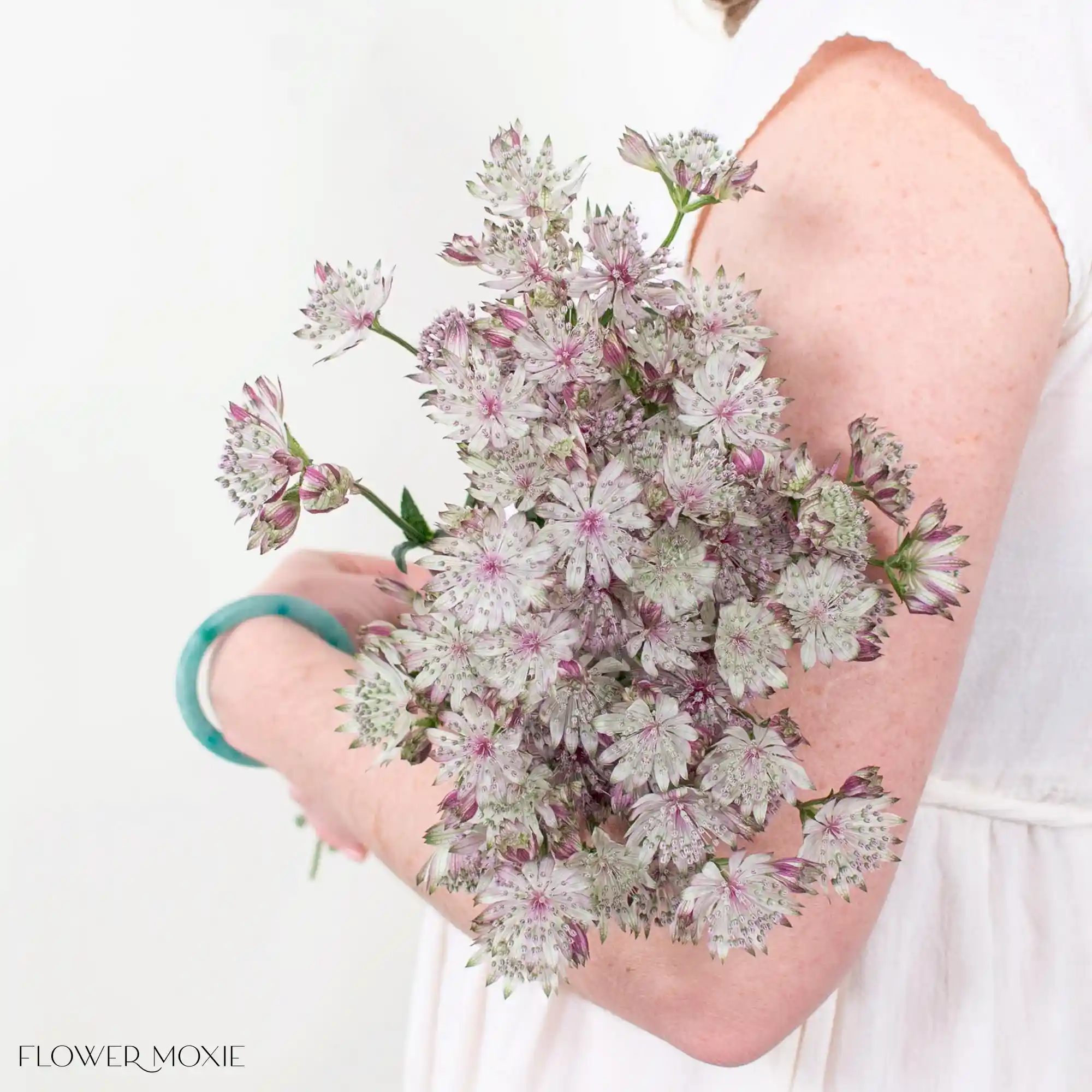 Light Pink Astrantia Flower