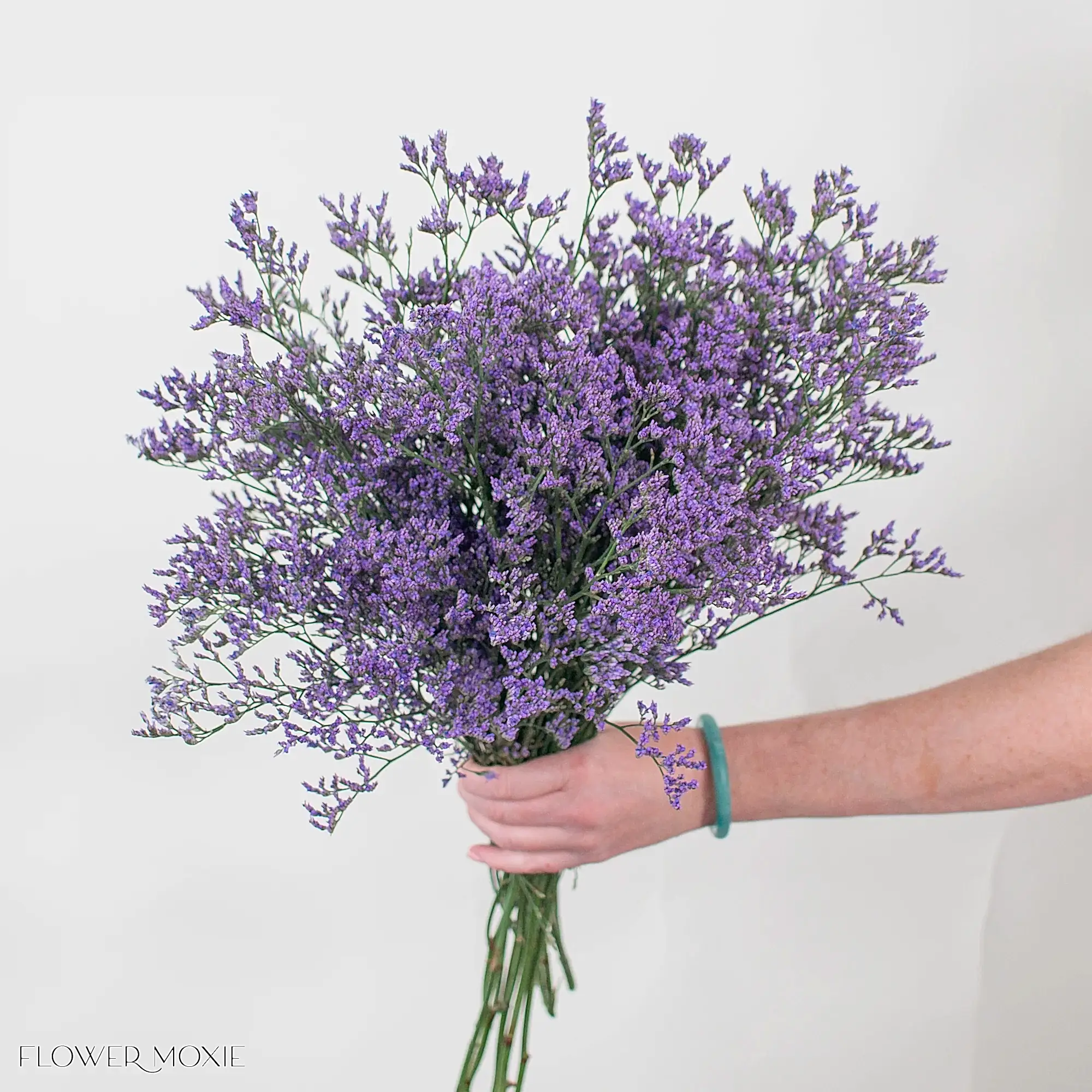 skylight purple limonium flower