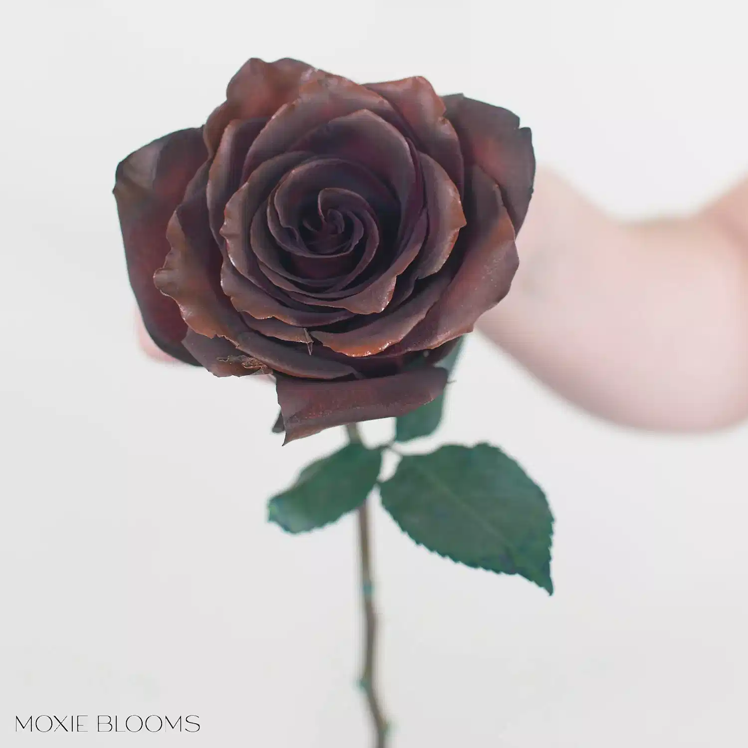 brown rose