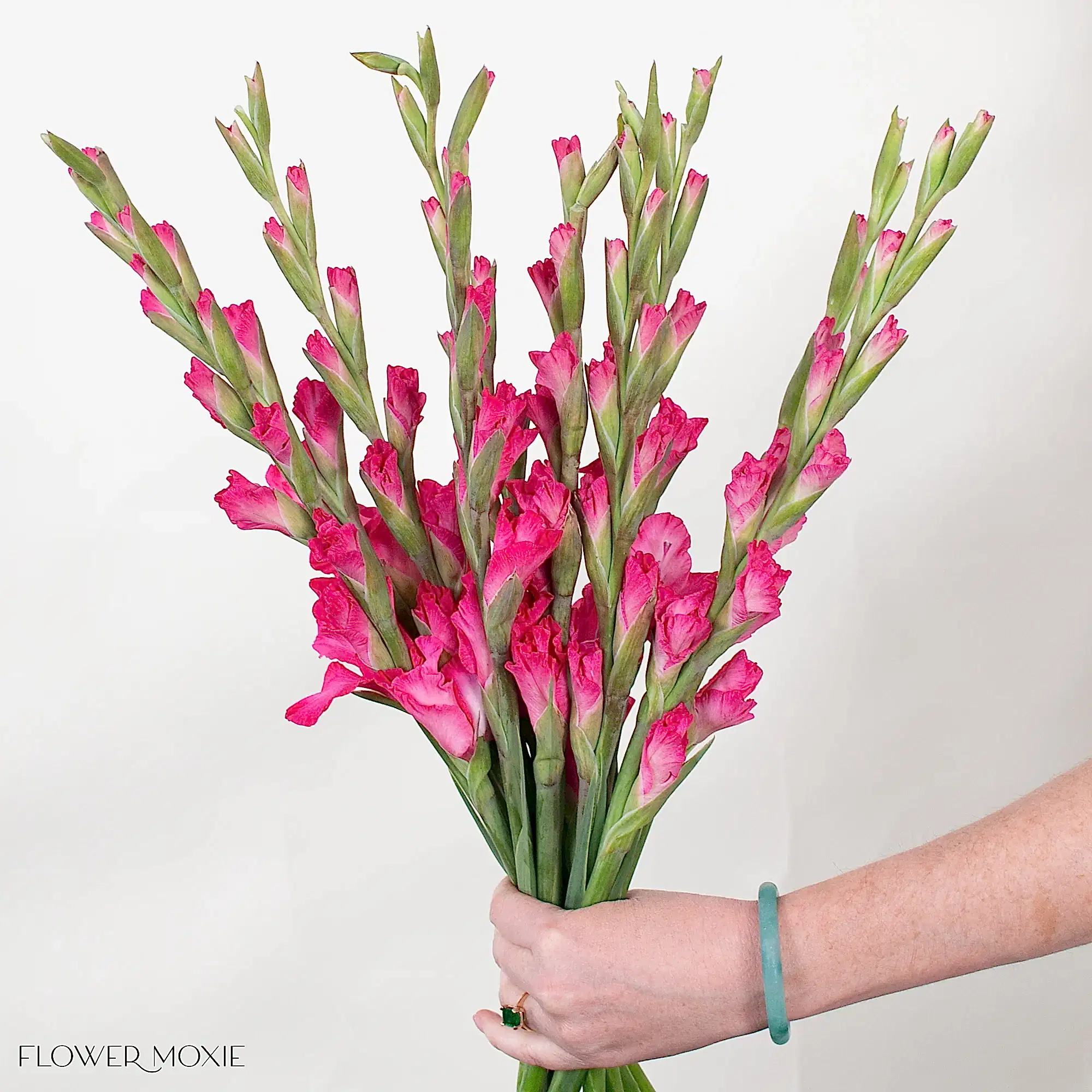 Pink Mini Gladiolus Flower