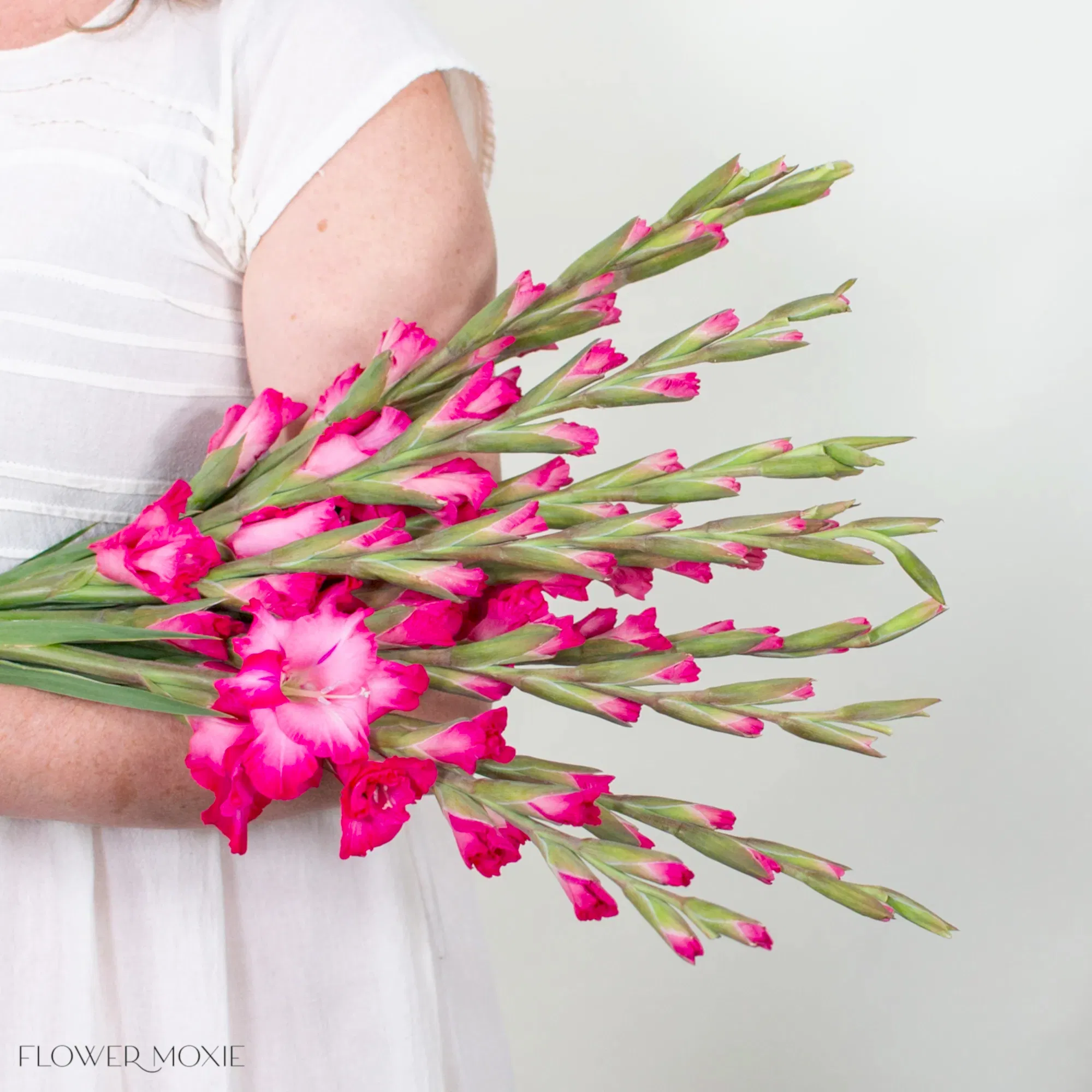 Pink Mini Gladiolus Flower