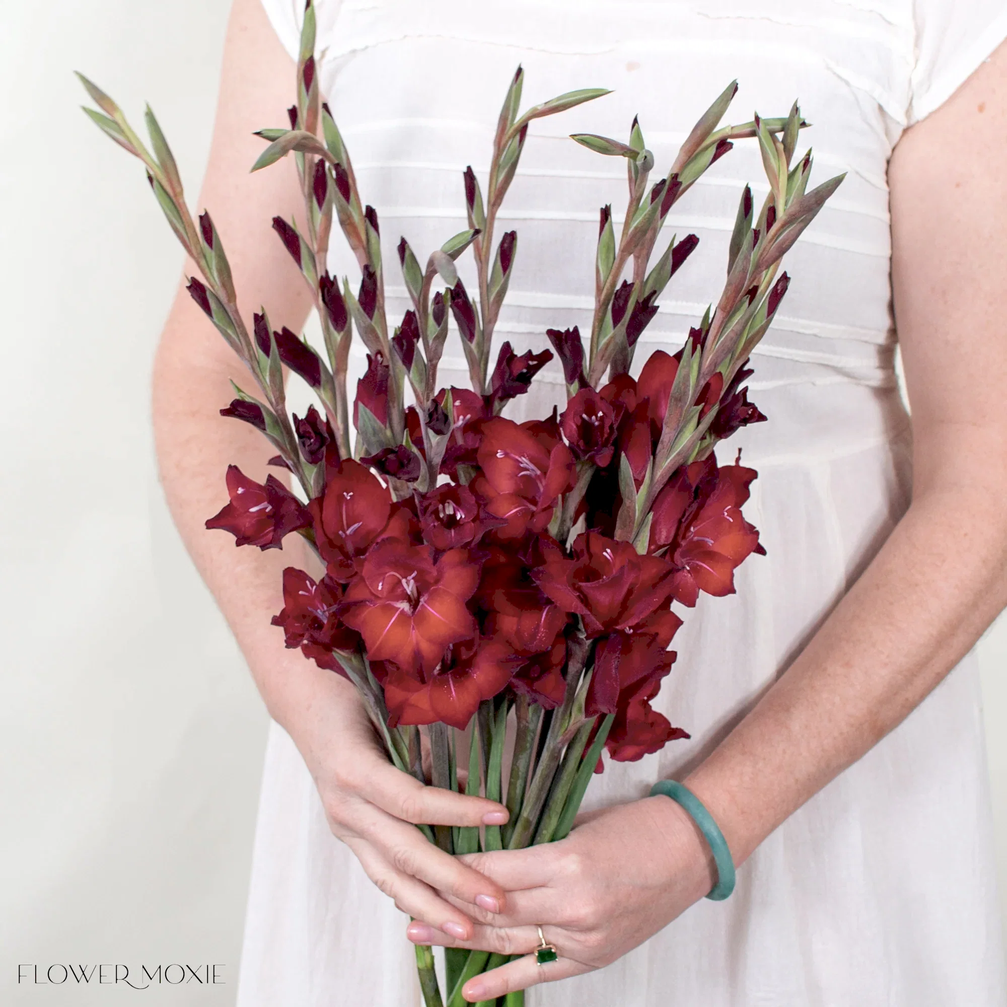 Red Mini Gladiolus Flower