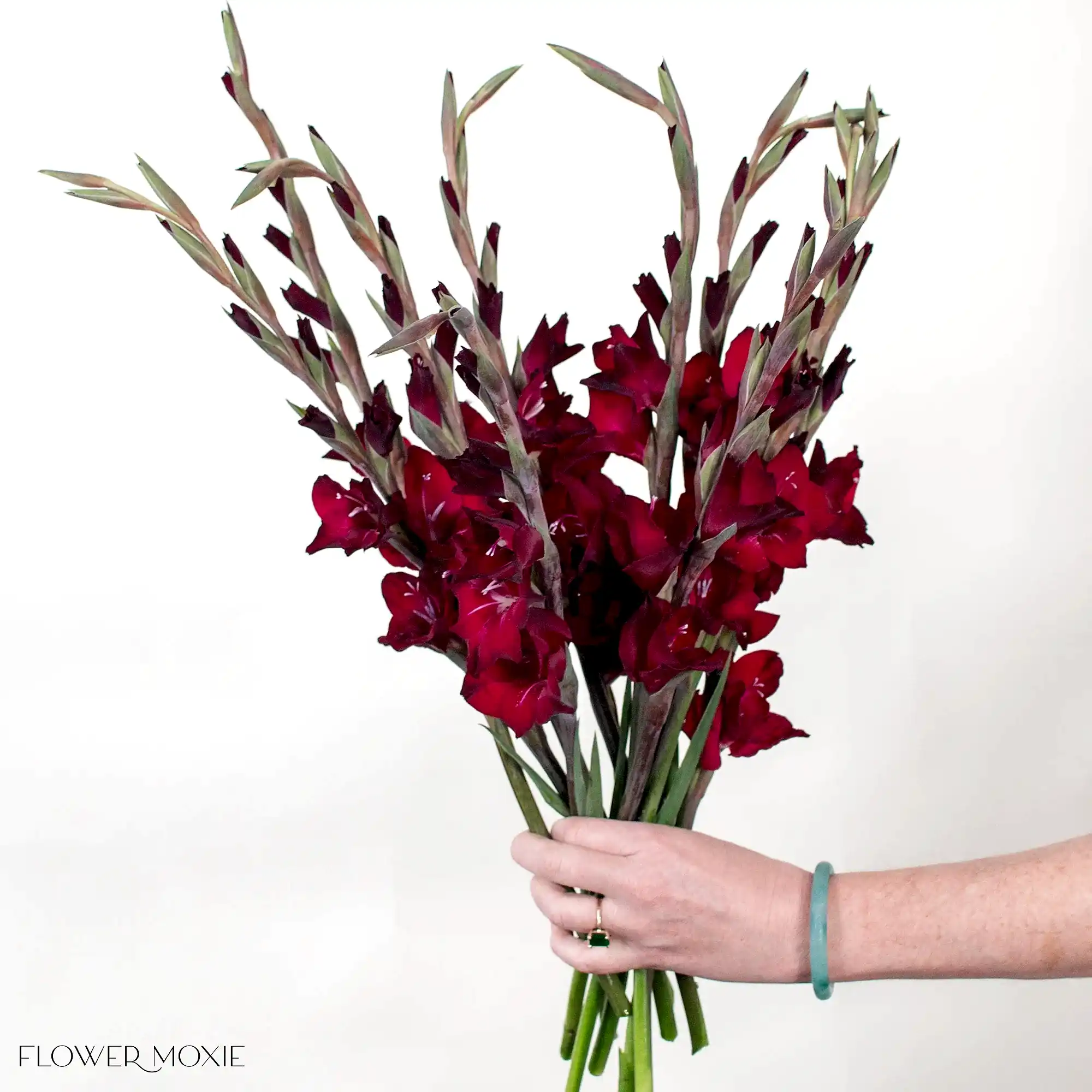 Red Mini Gladiolus Flower