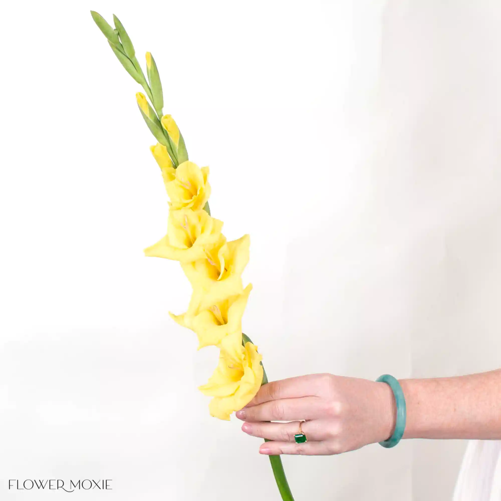 Yellow Mini Gladiolus Flower