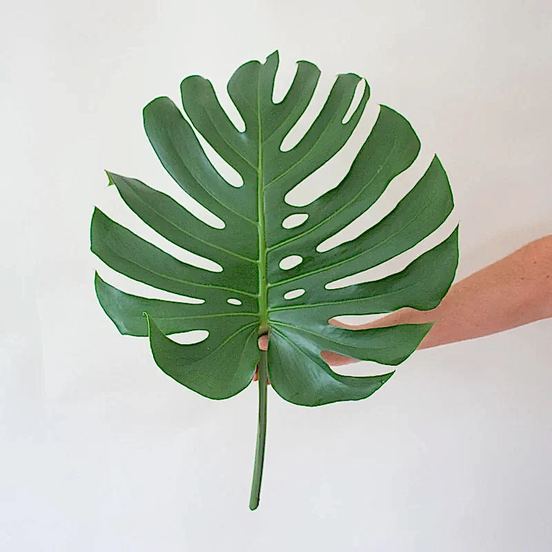 Monstera tropical greenery