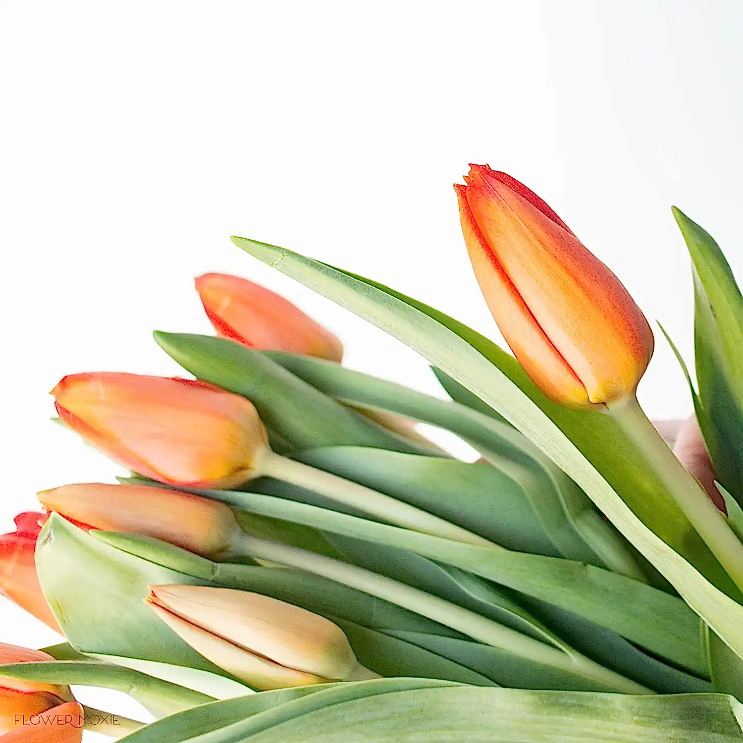 Orange Tulips