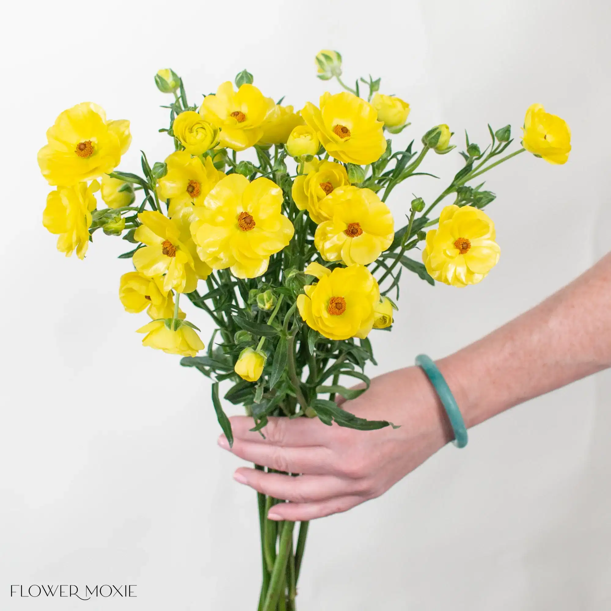 Phytalos Butterfly Ranunculus Flower