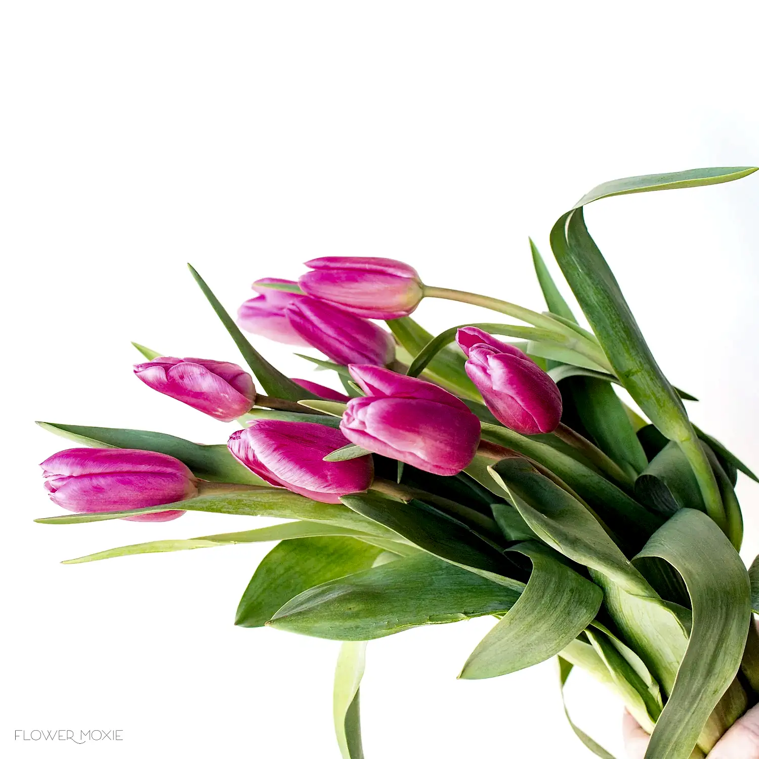 Pink Tulips